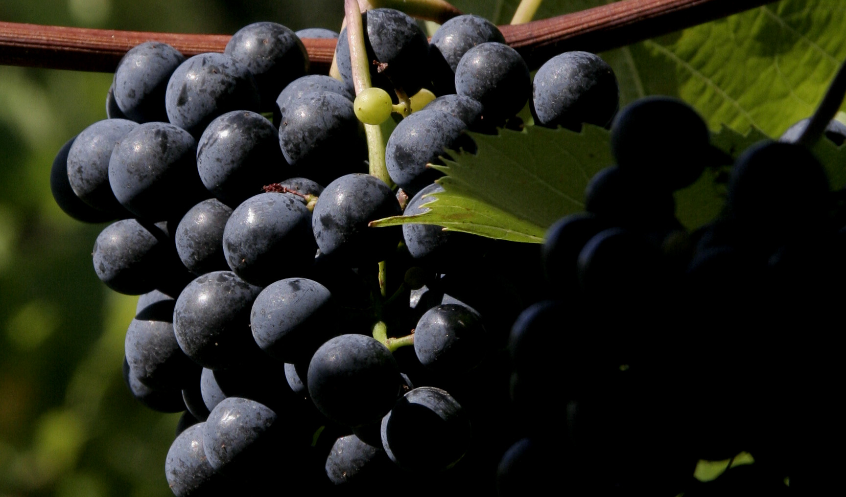   Wines with Character   We grow premium grapes that produce wines with distinctive varietal character.&nbsp; 