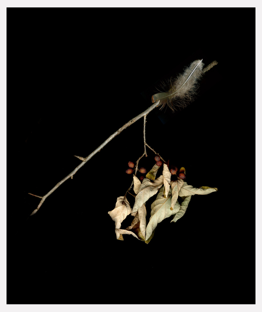 final feather and leaves.jpg