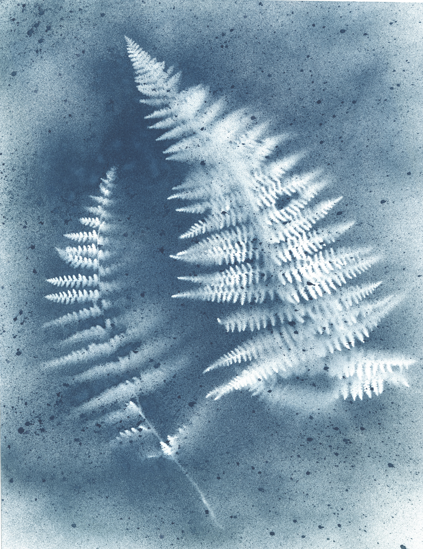 Cyanotype Print #17