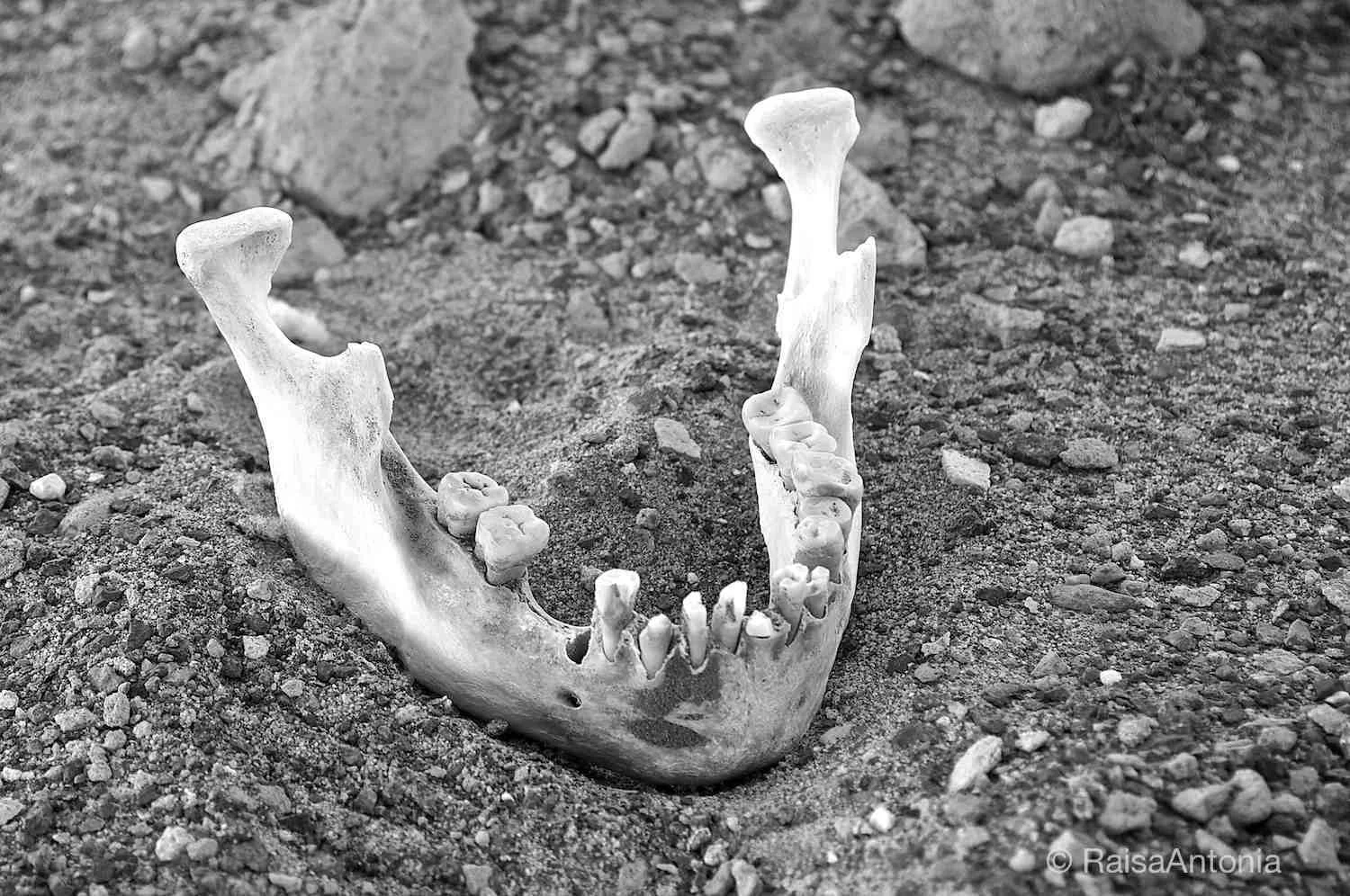 Jaw Bone