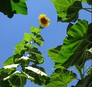 Mammoth Russian Sunflower seeds now in the Tully Free Seed Library!
