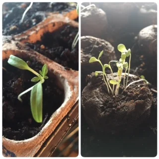 Library seedling progress!