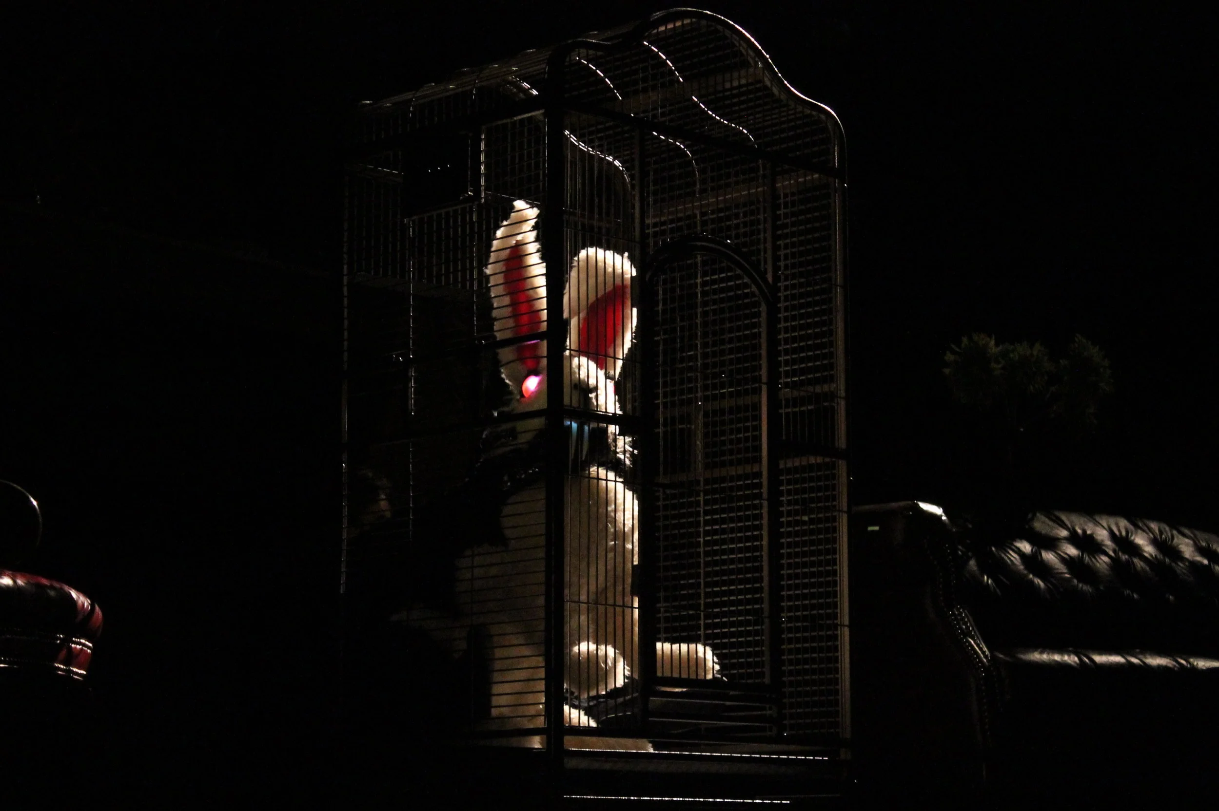Buniculla - 8.jpg