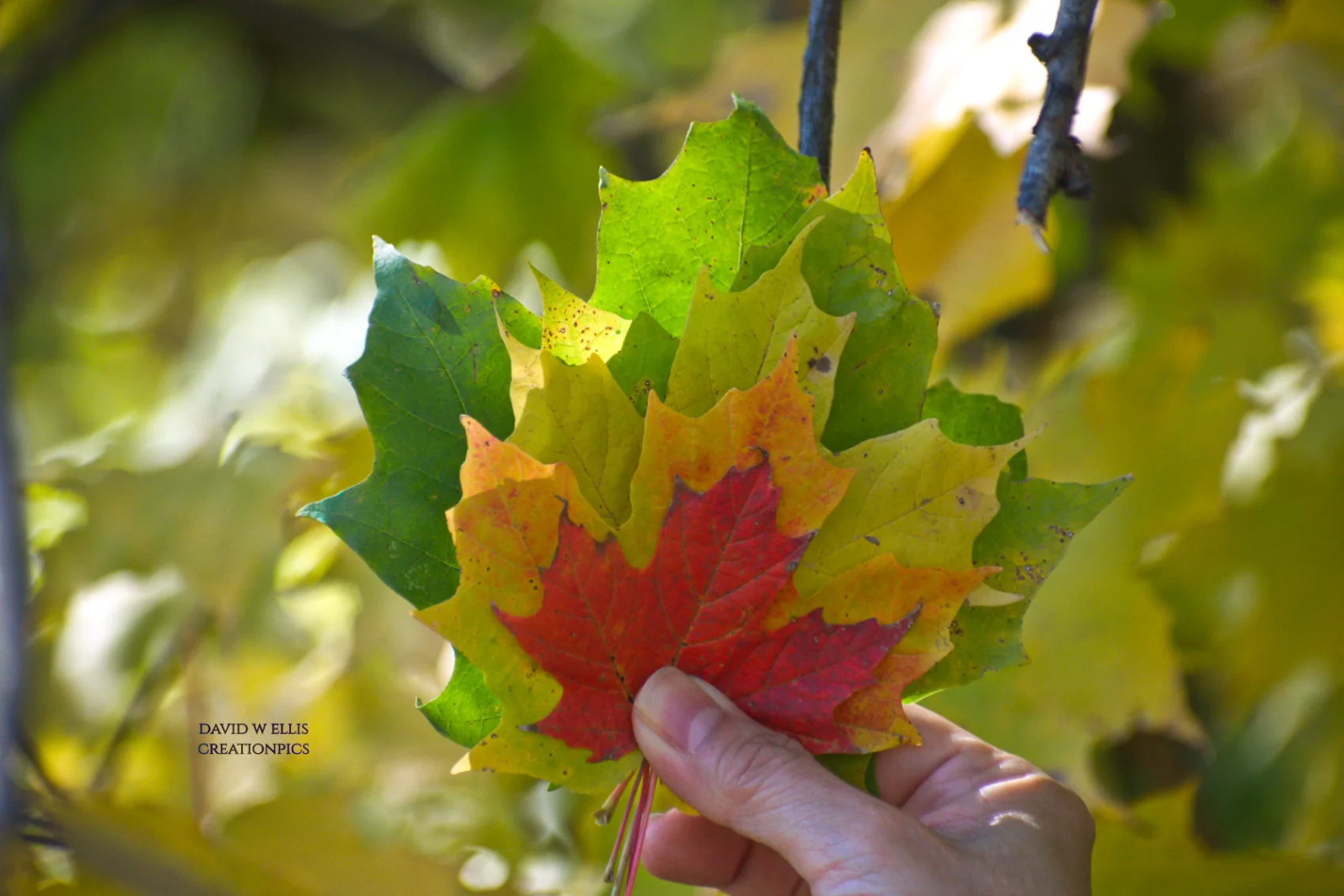 Wisdom Meaningless as Folly