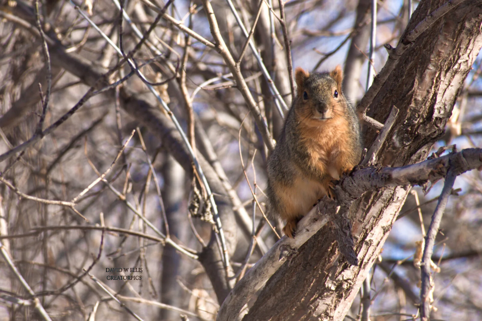    A Fox Squirrel, 20 Questions and God’s 50 Questions