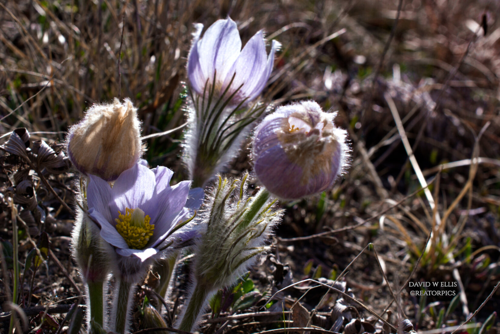 See Them Now...Soon They're Gone