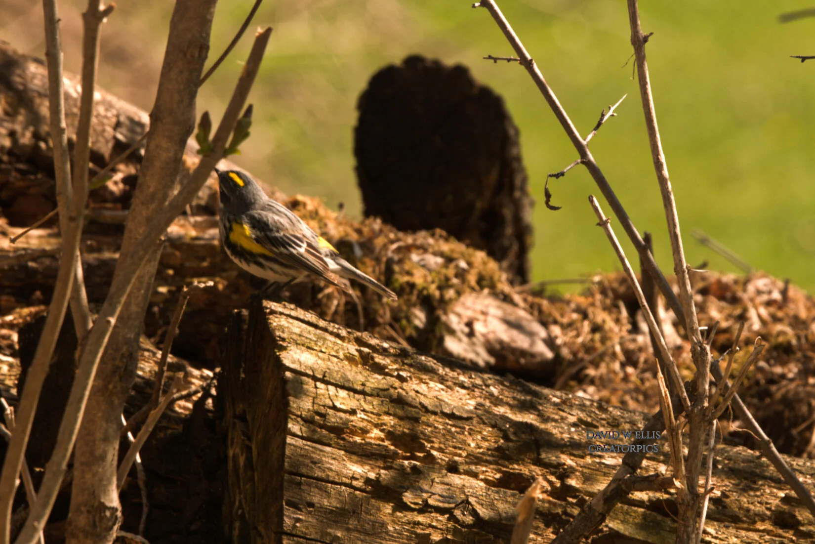 Ask the Animals or Birds-May Edition