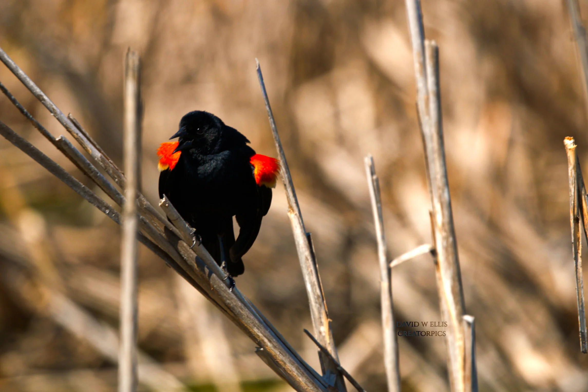 Thunder or the Voice of God