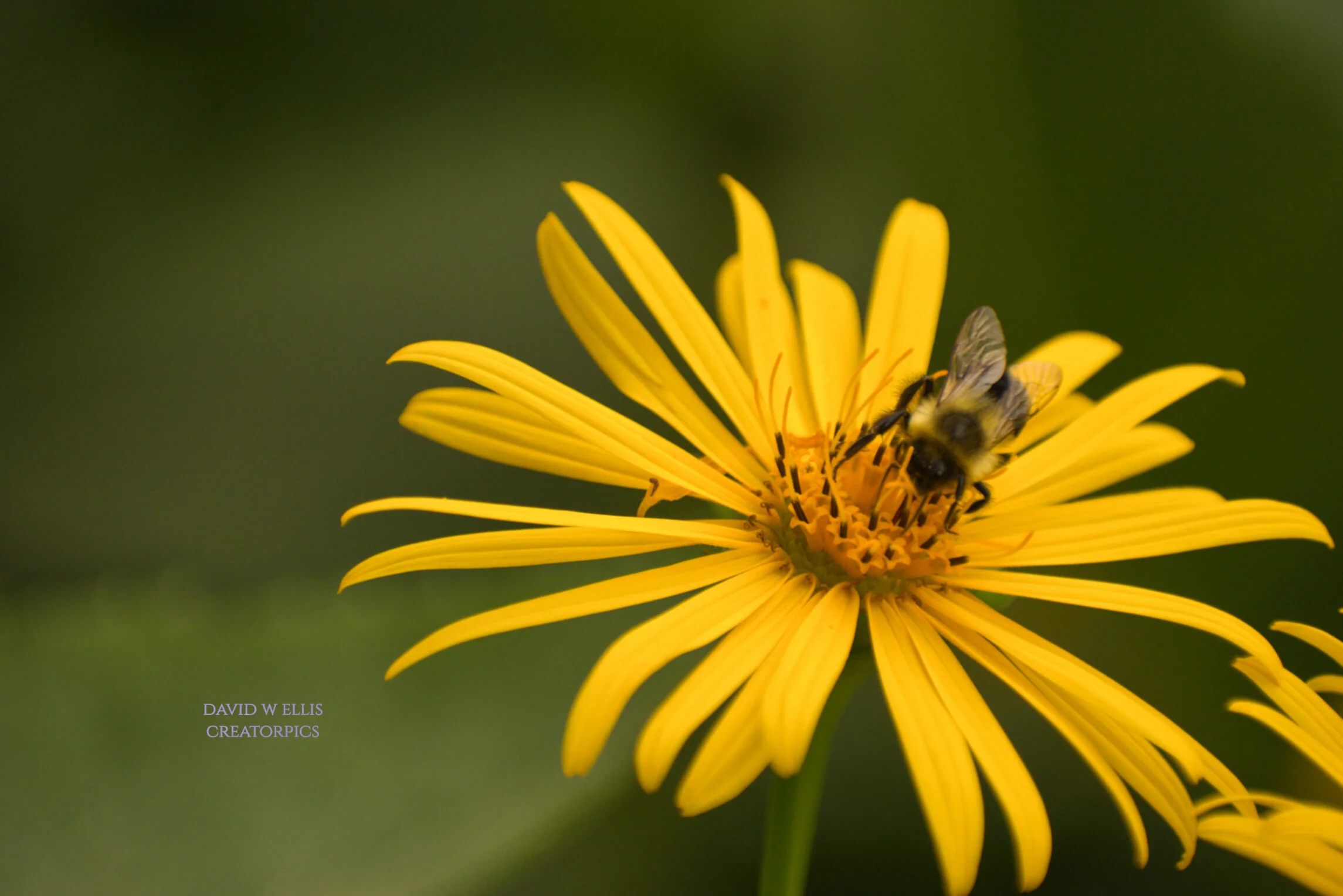 Beauty and Peace in a Chaotic World