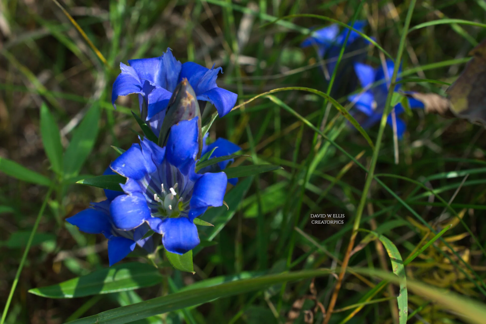The Fall Flower Test