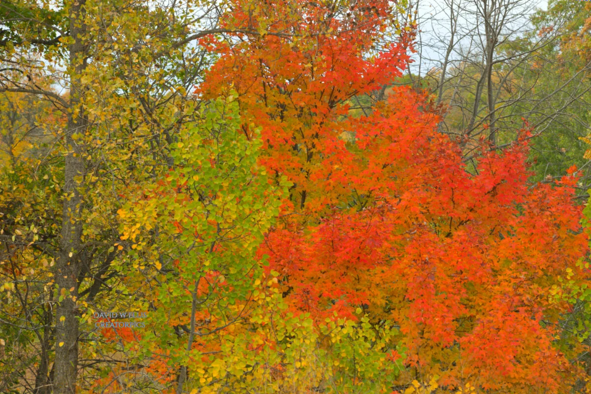 Unexpected...from the Woods to Eternity