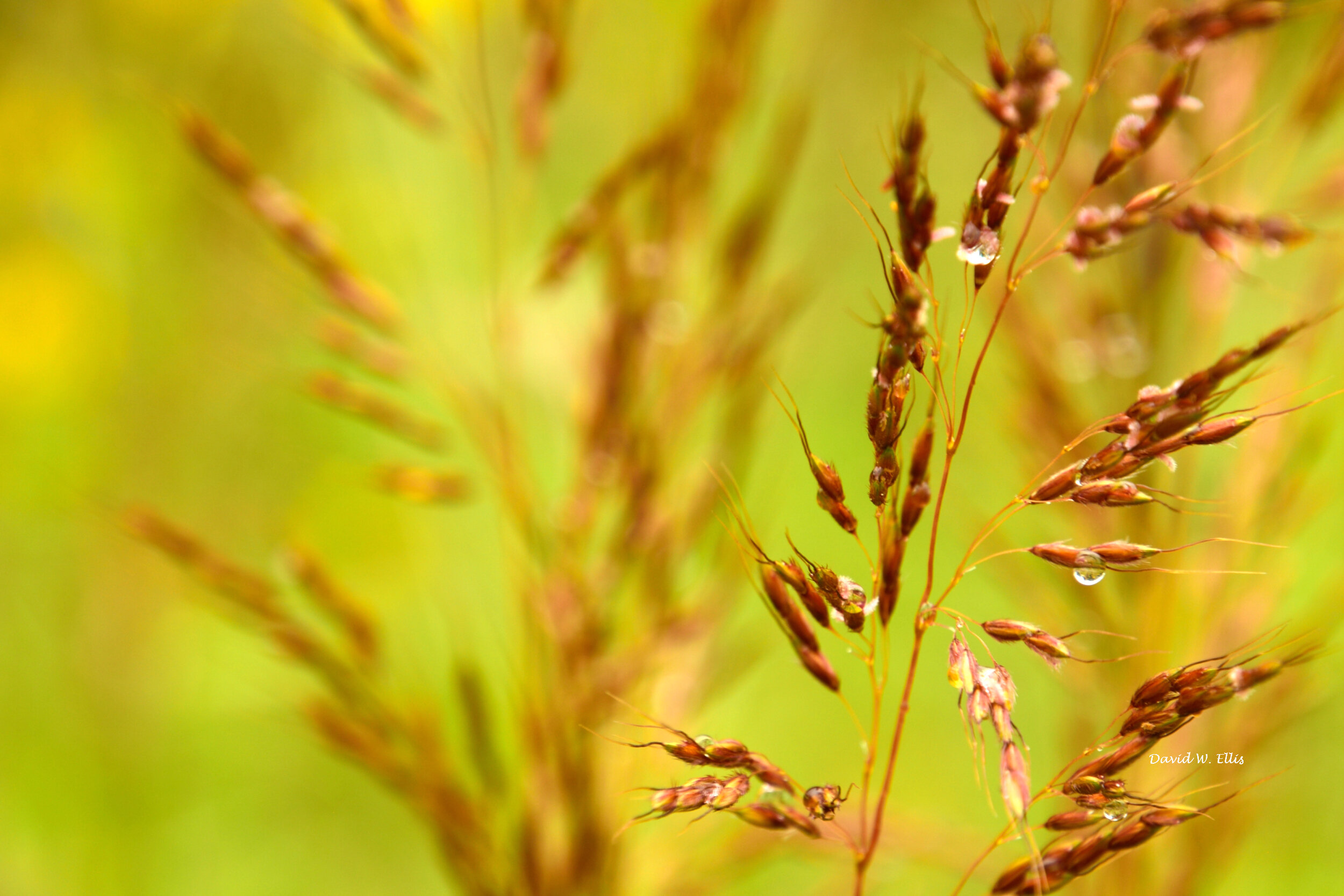 Rain Drops on Indian Grass