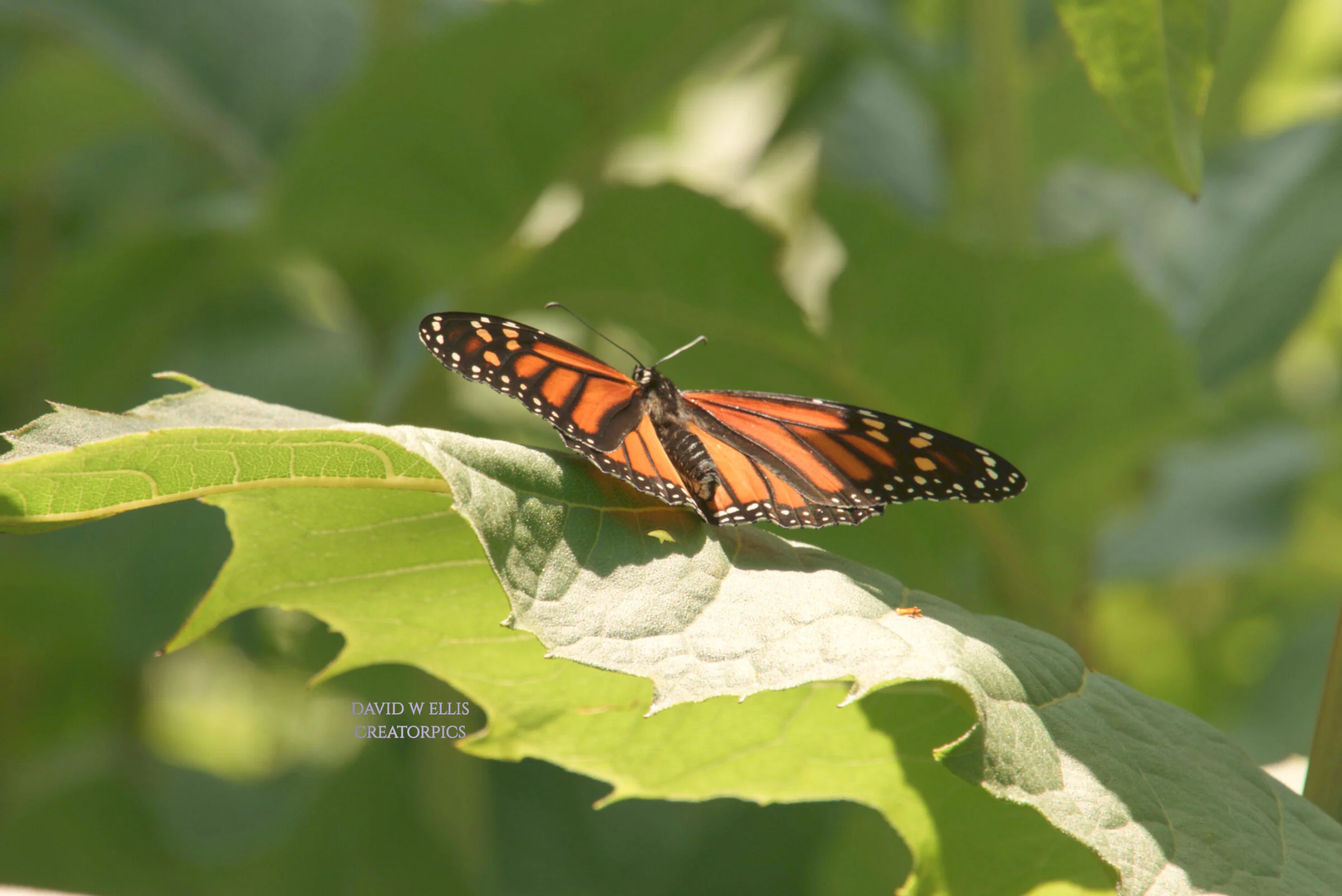 All Amnesia...the Cure