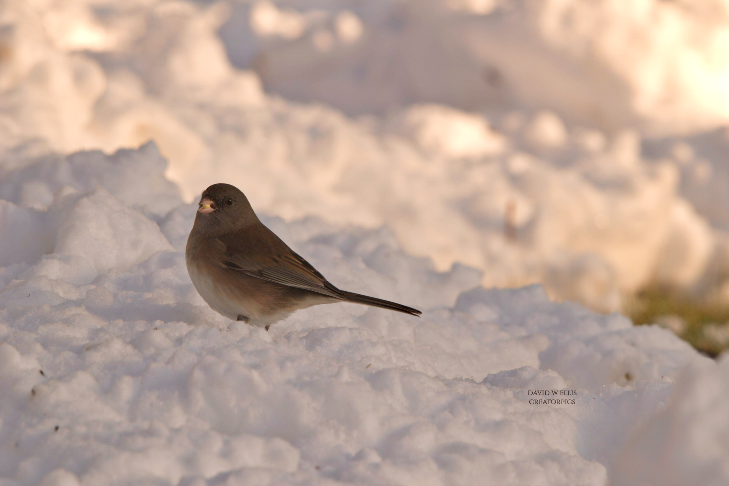 Not an Ordinary Sparrow