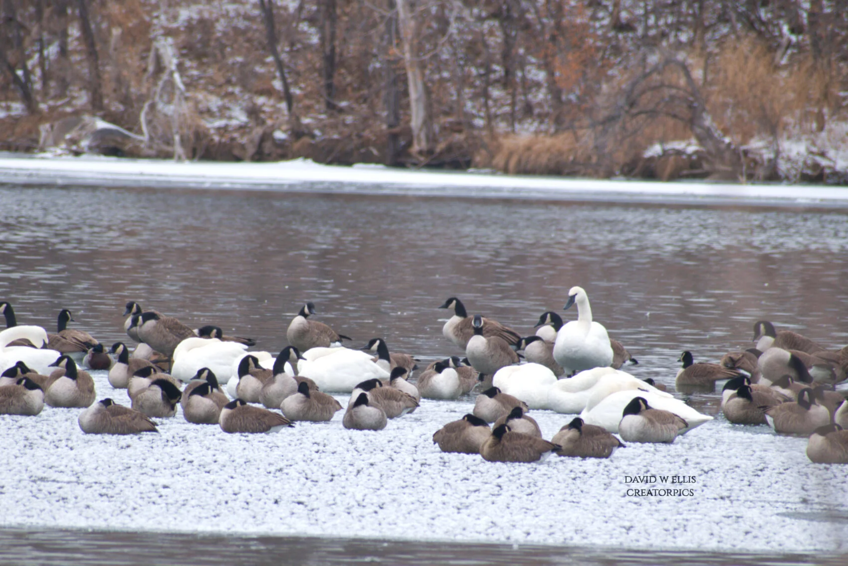 A Personal Theory About Birds