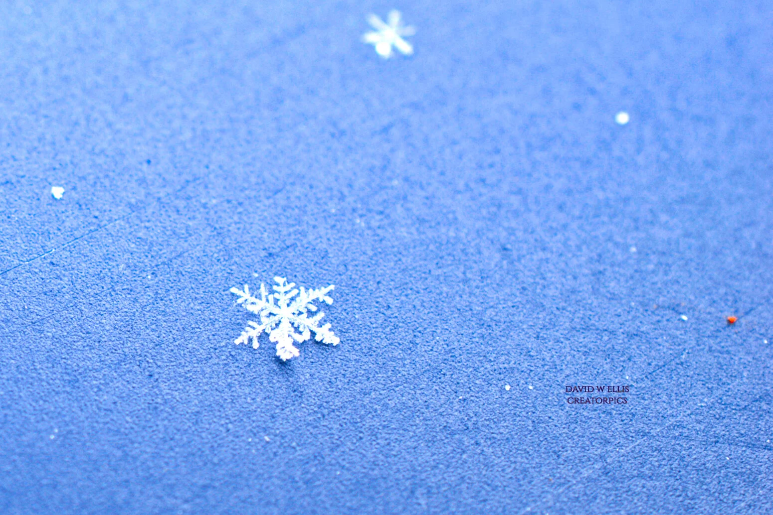 Lion's Den-Or Snow Crystal?