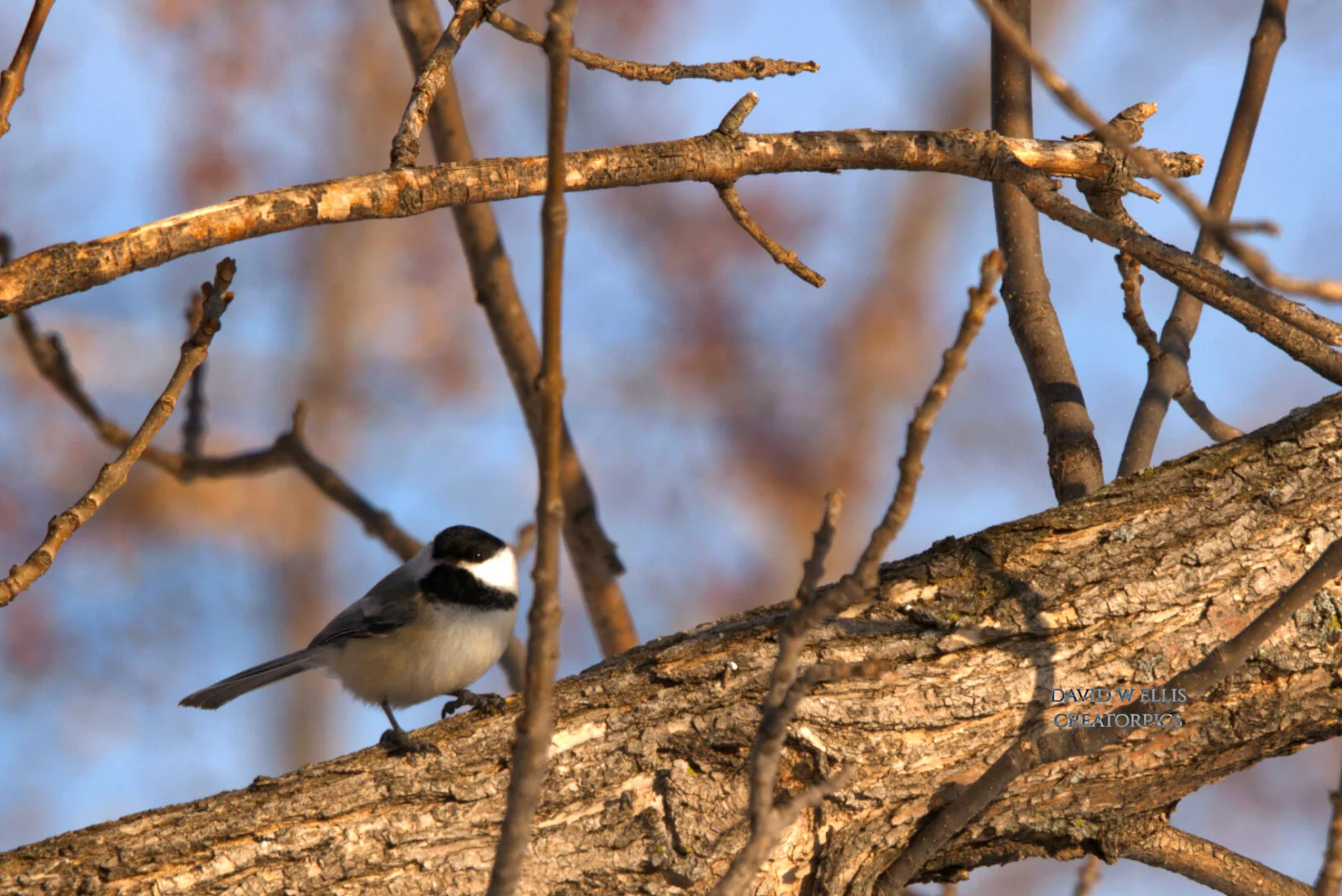 A Witness for Wisdom