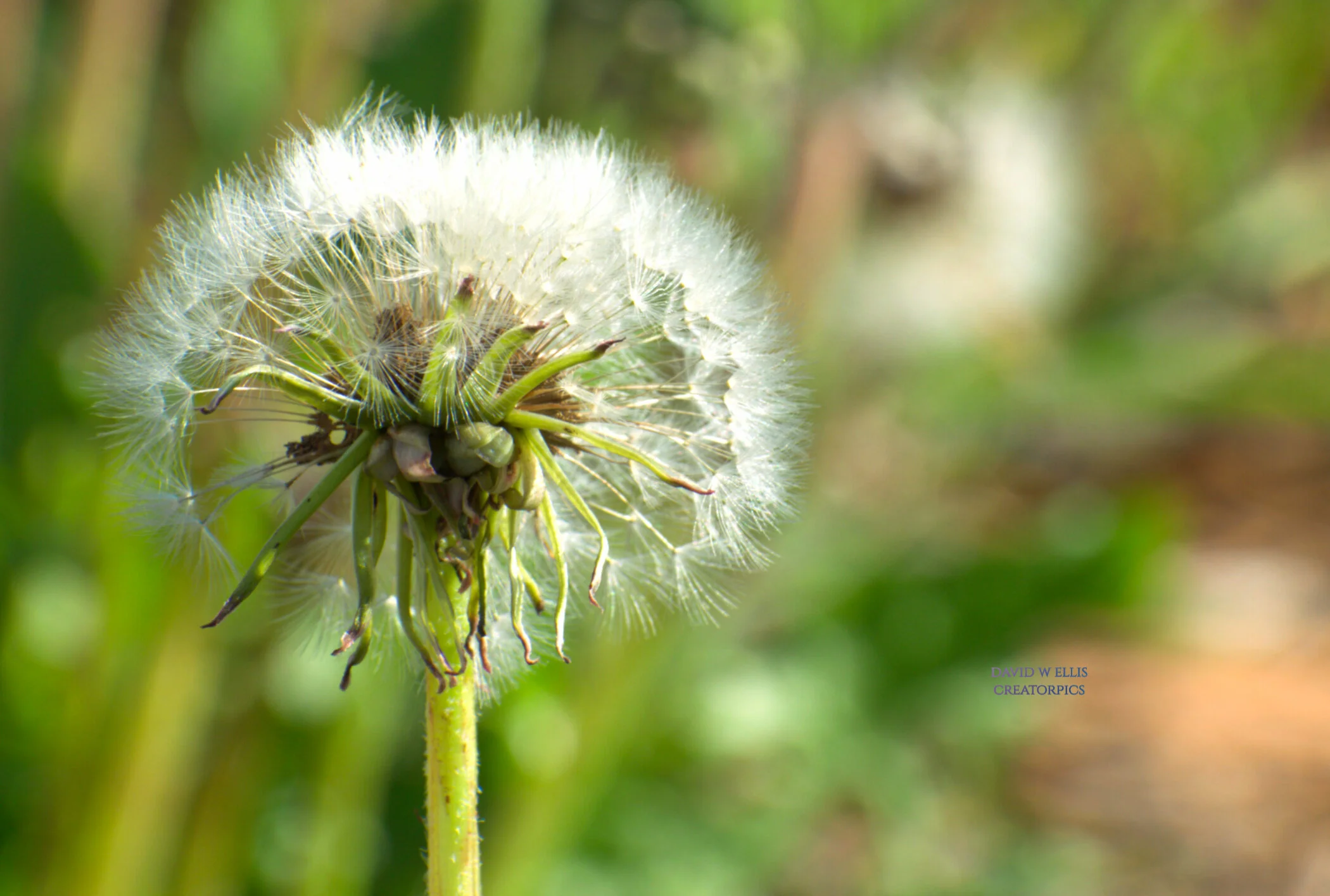 Dandelion, the Teacher