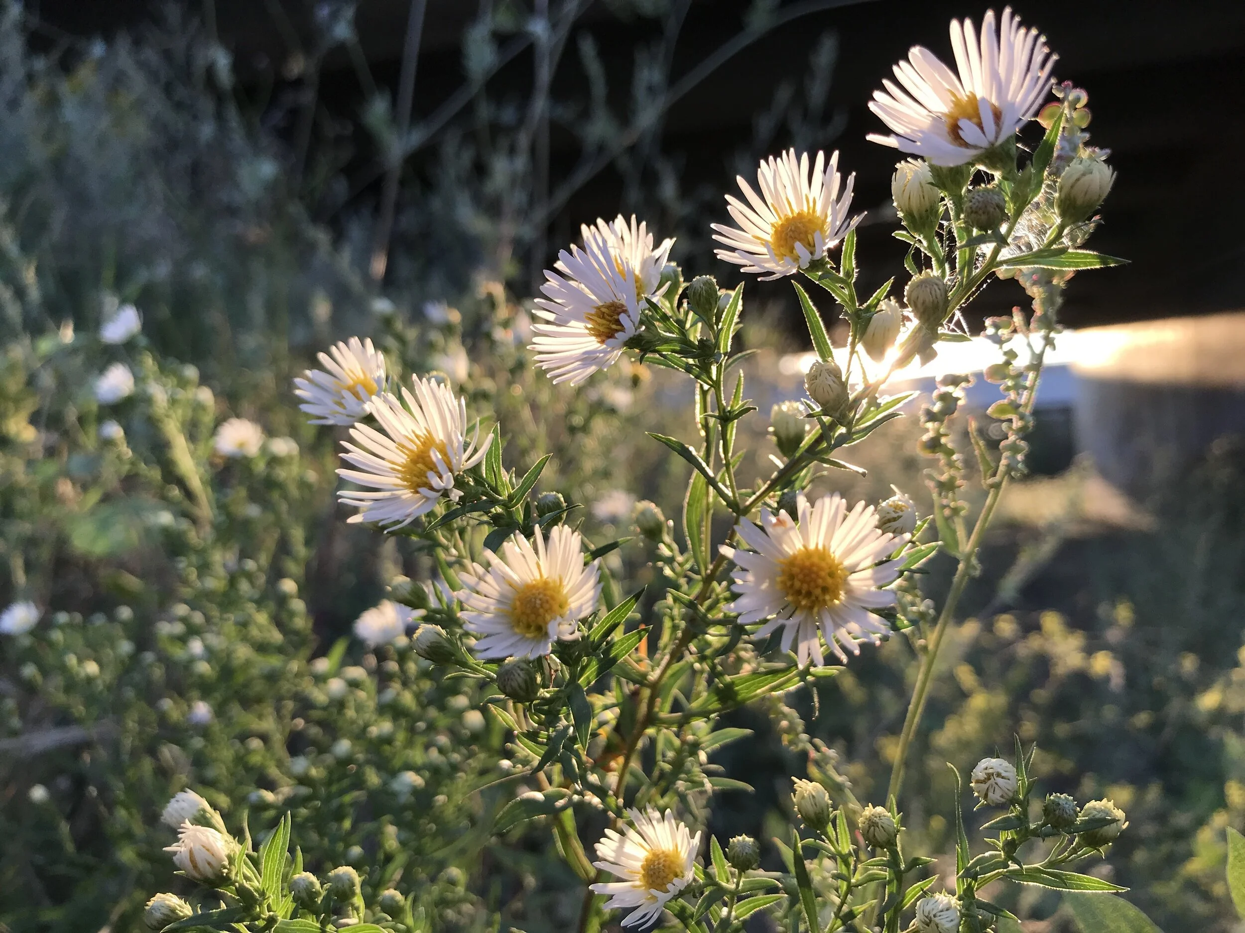 The Apple Creek Light Collection