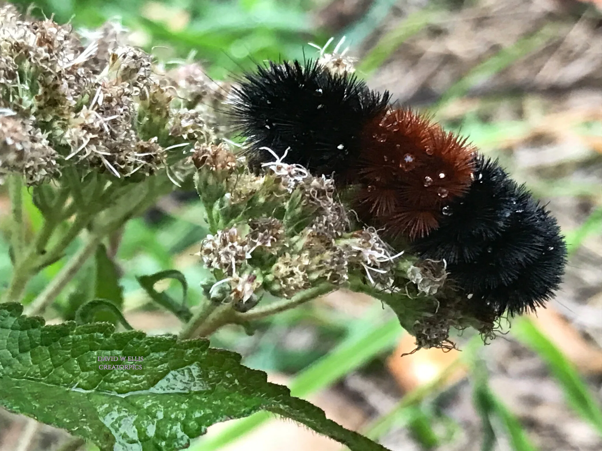 Woolly Weather Forecaster...Maybe?