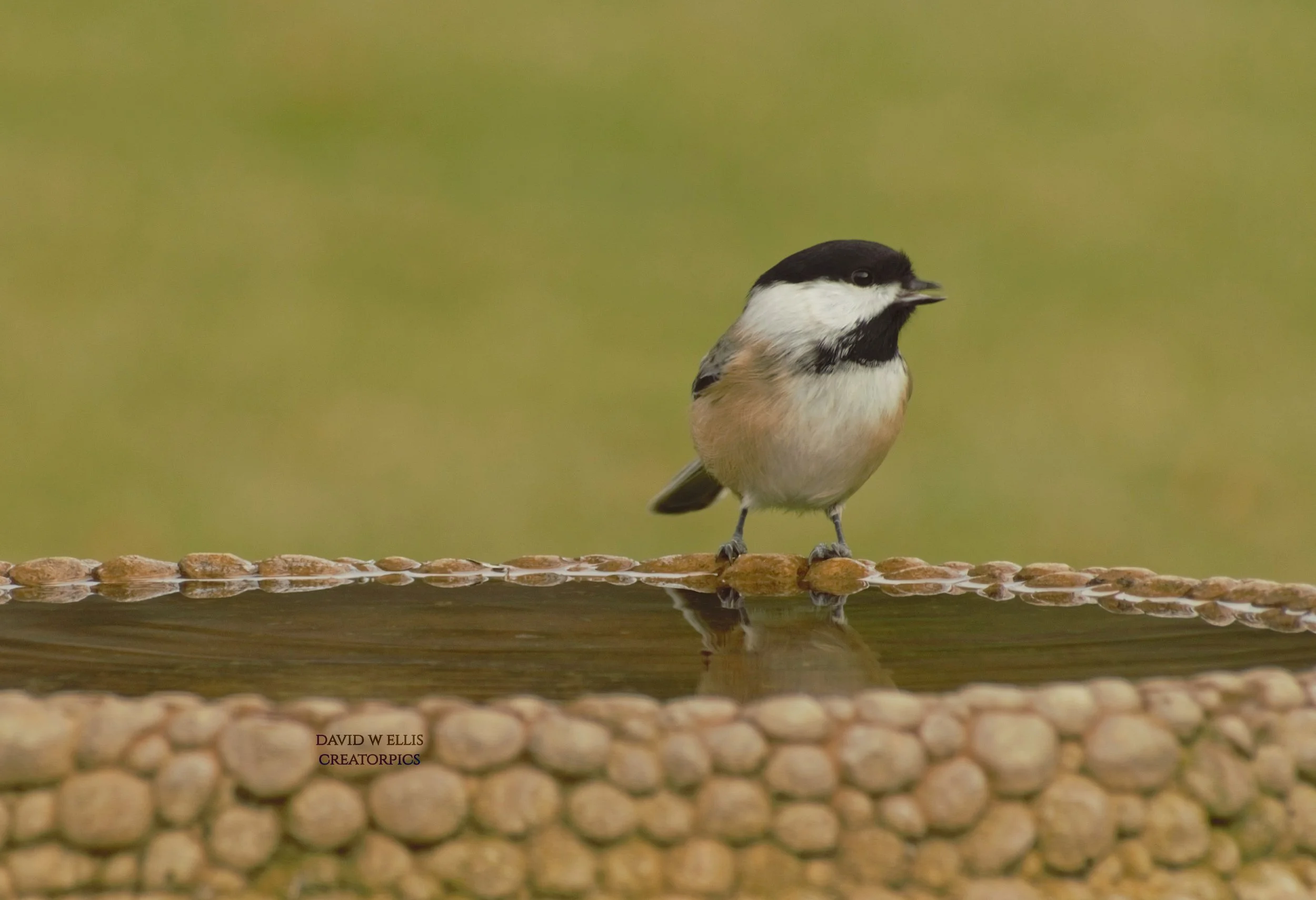 Hope-New Each Morning