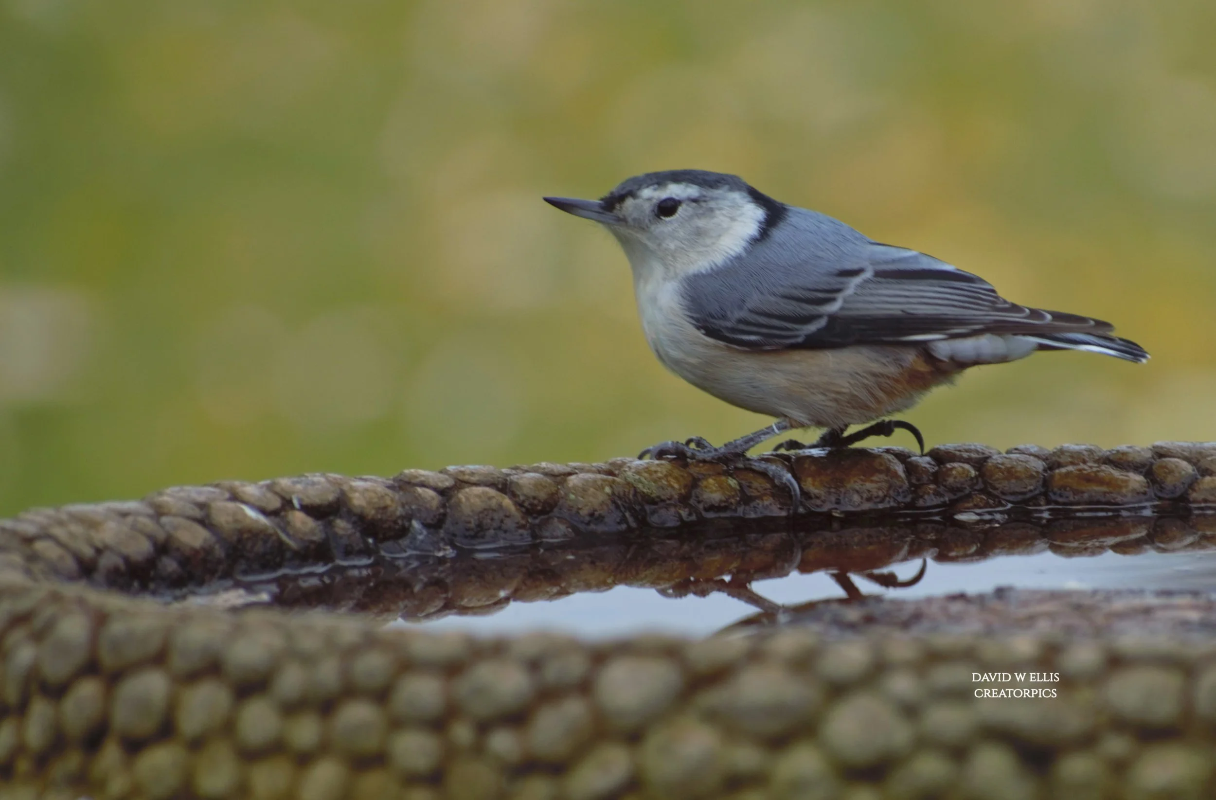 At the Watering Hole