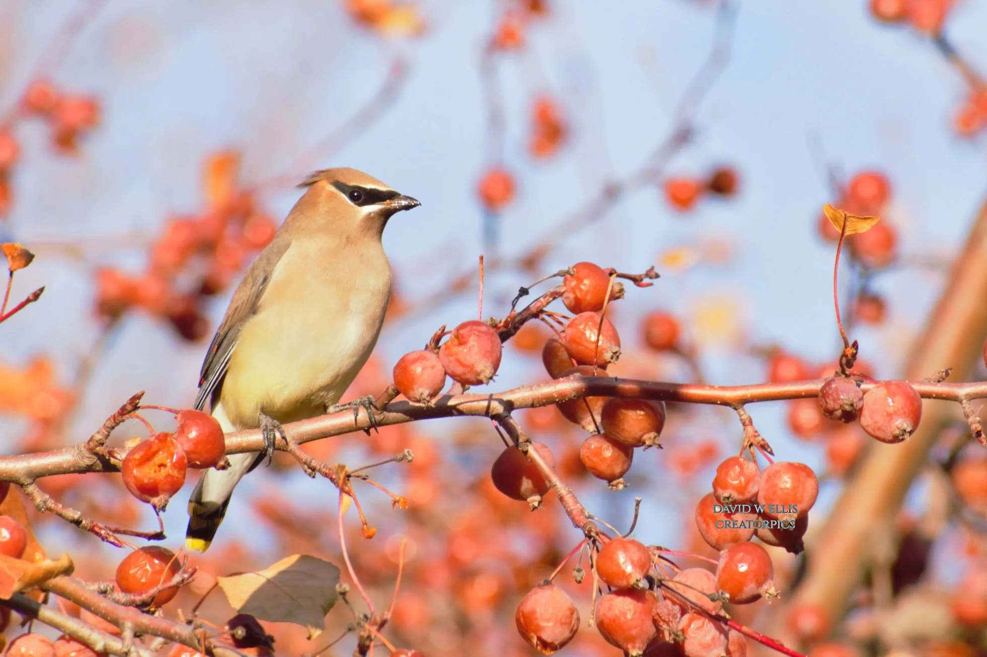 Not Nuttier Than a Fruitcake