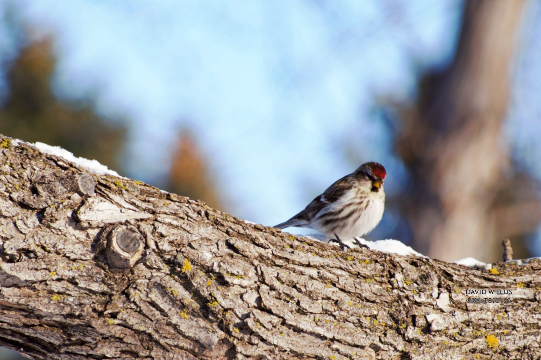 A Long time Super Hero-the Red Poll