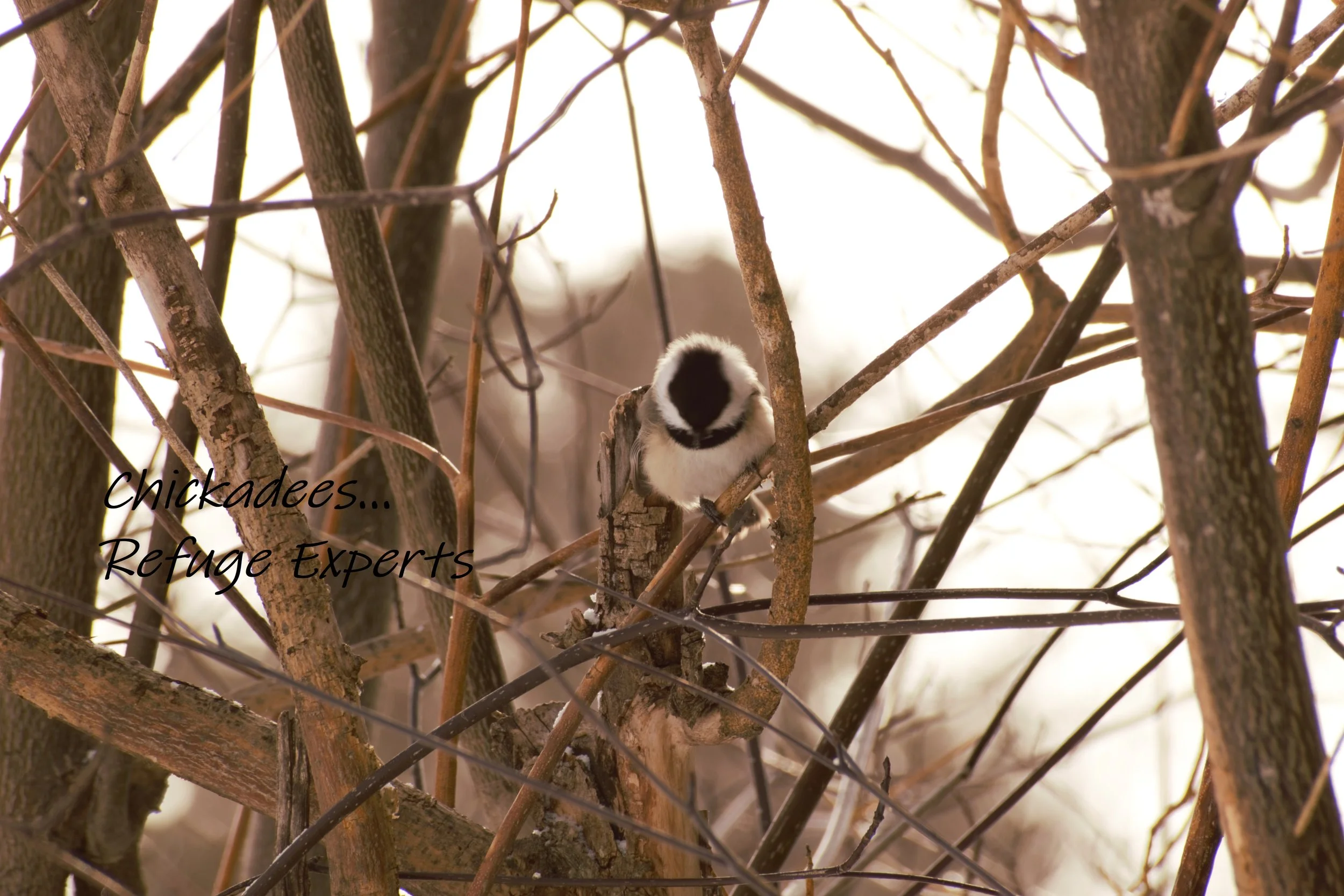 Chickadee-Refuge Expert