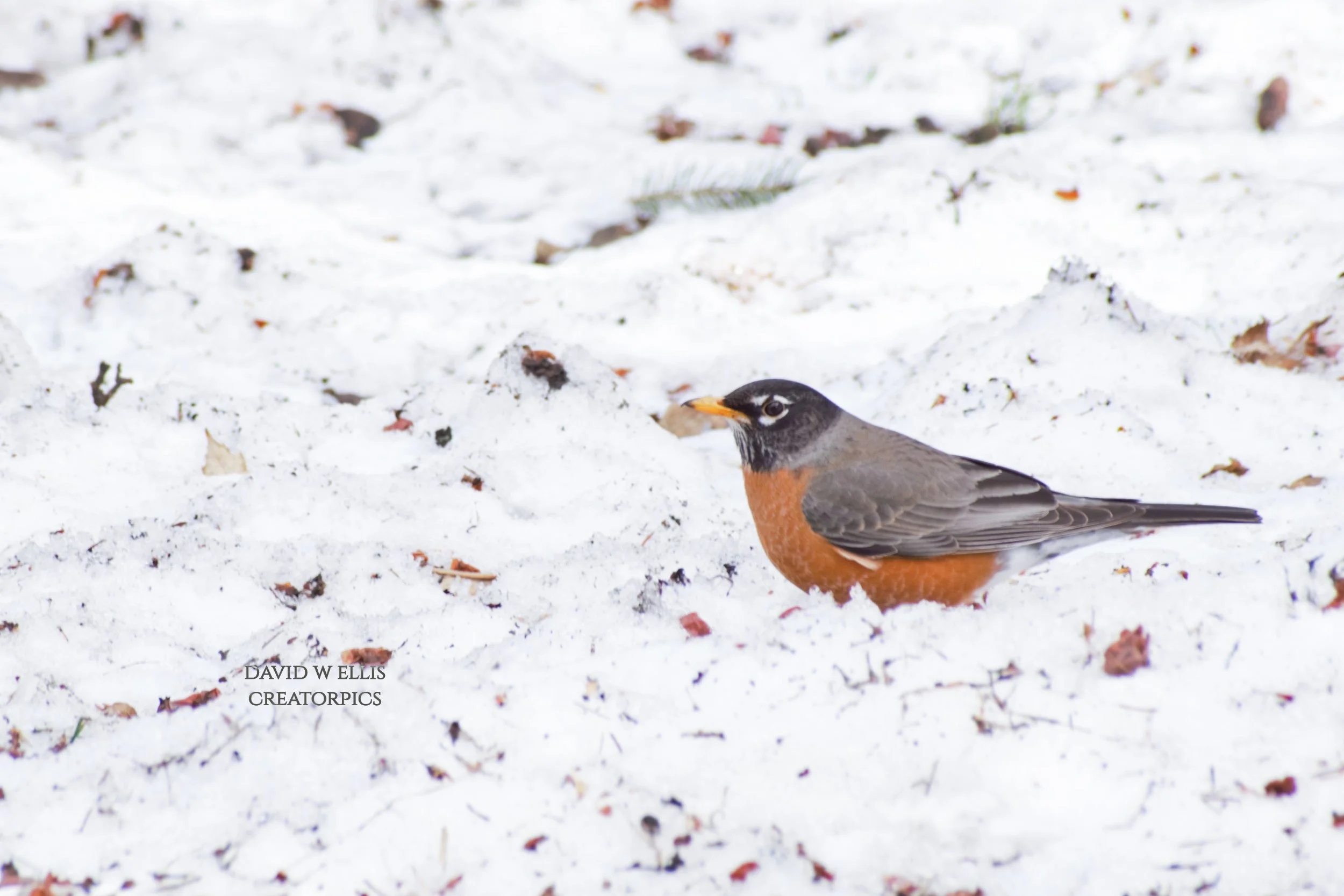 Every Bird-Robins Included