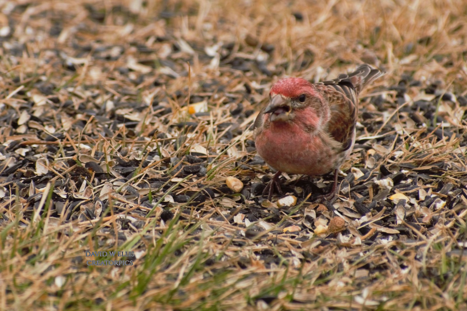 Dipped in Raspberry Sauce