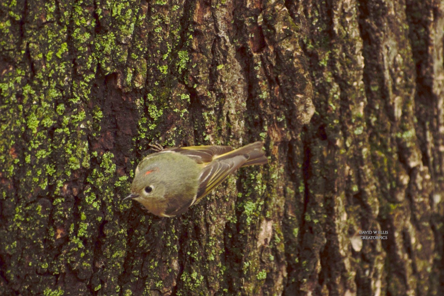 5 Millimeters or Less