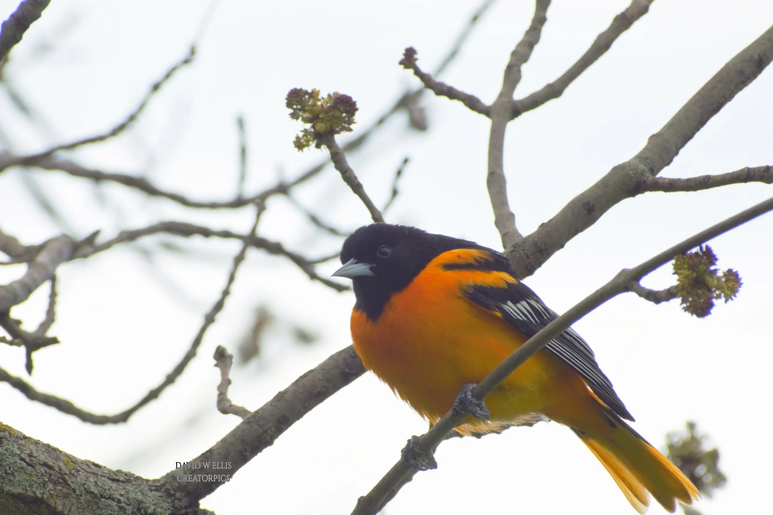Feathered Migratory Superstar