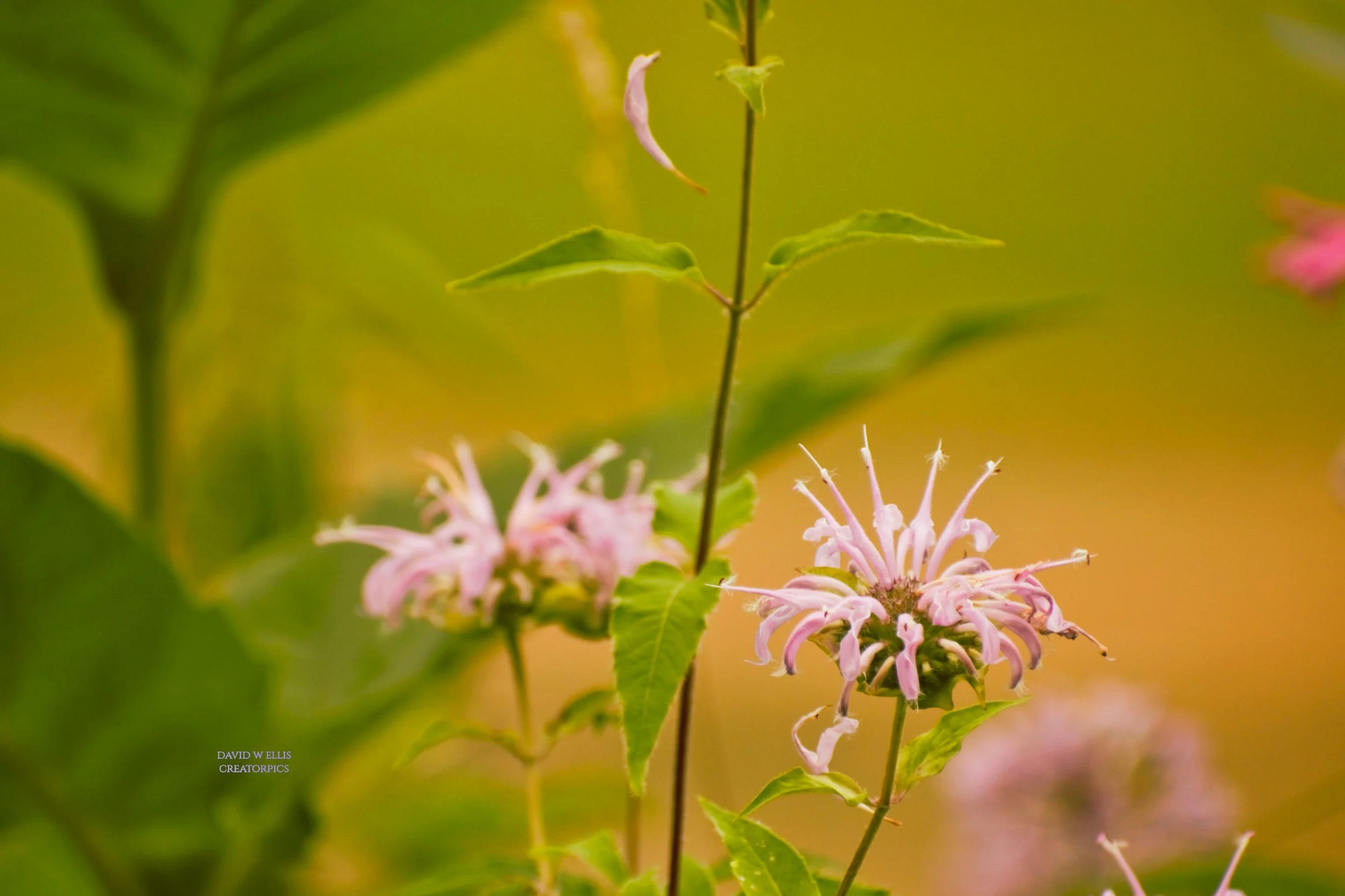 A Living Math Equation (one of millions)