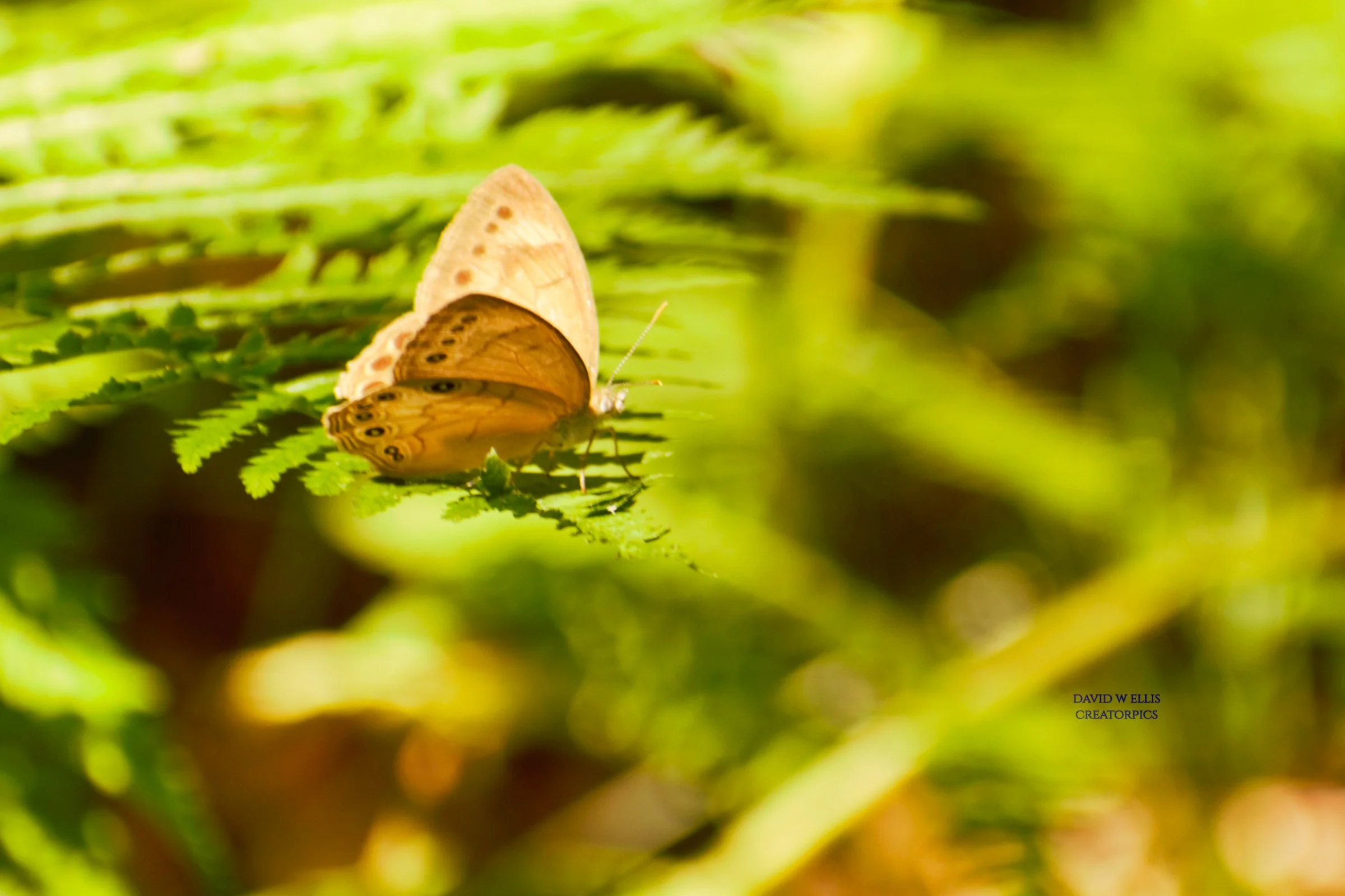 Inside Wisconsin Woods...A Photo Journey