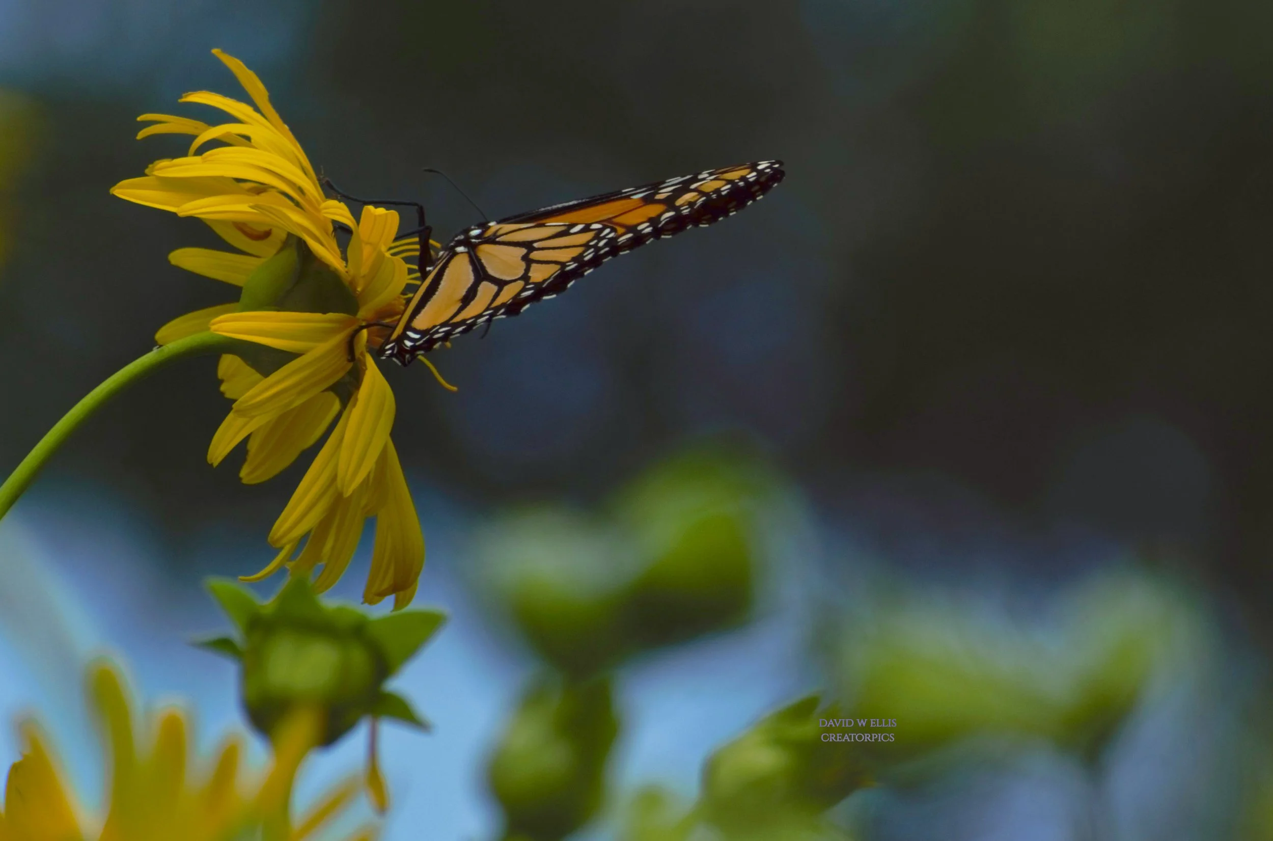 A Reason for Butterflies