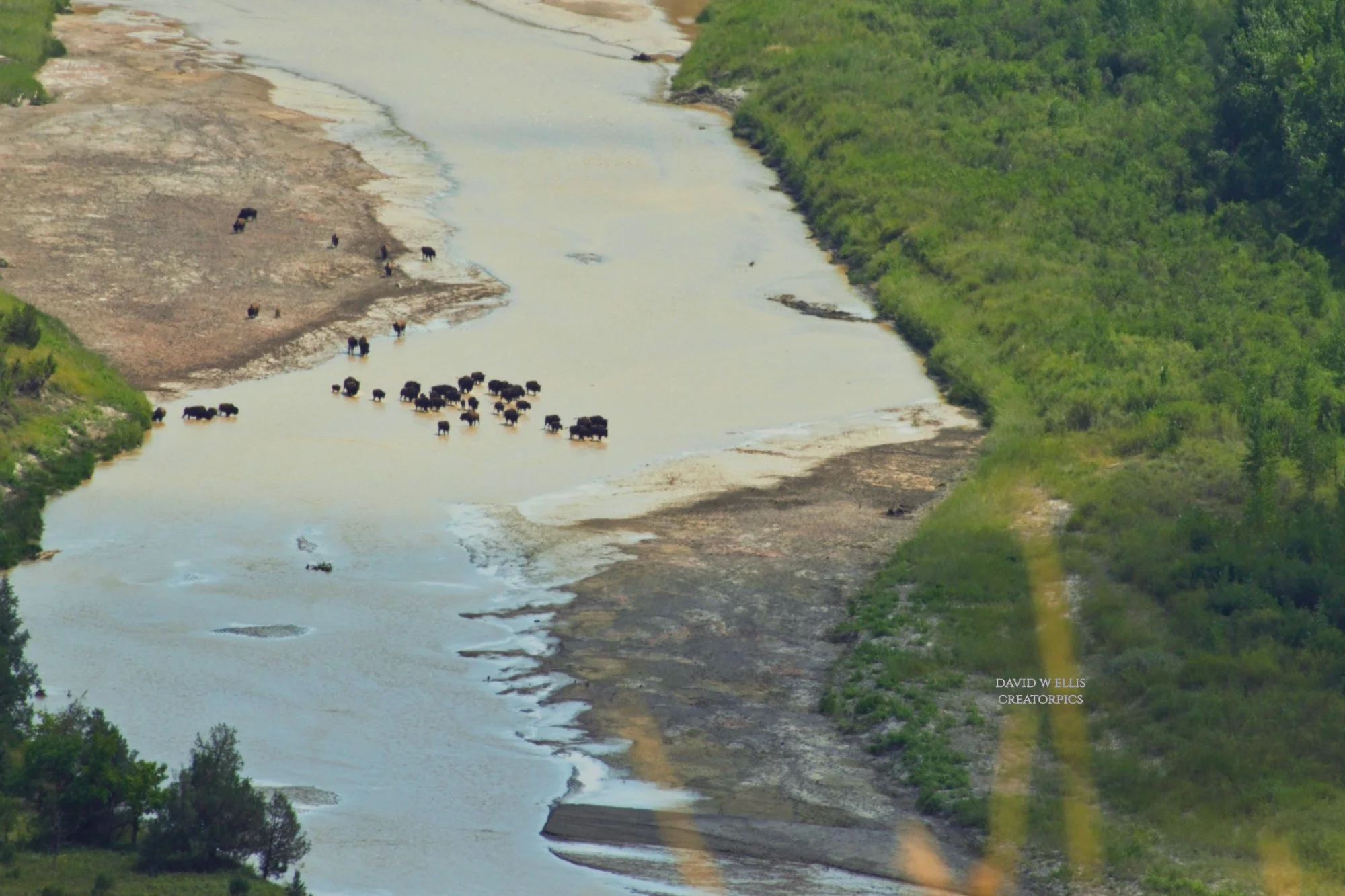 Its Dangerous...It Eats Plants...It Runs Faster Than You