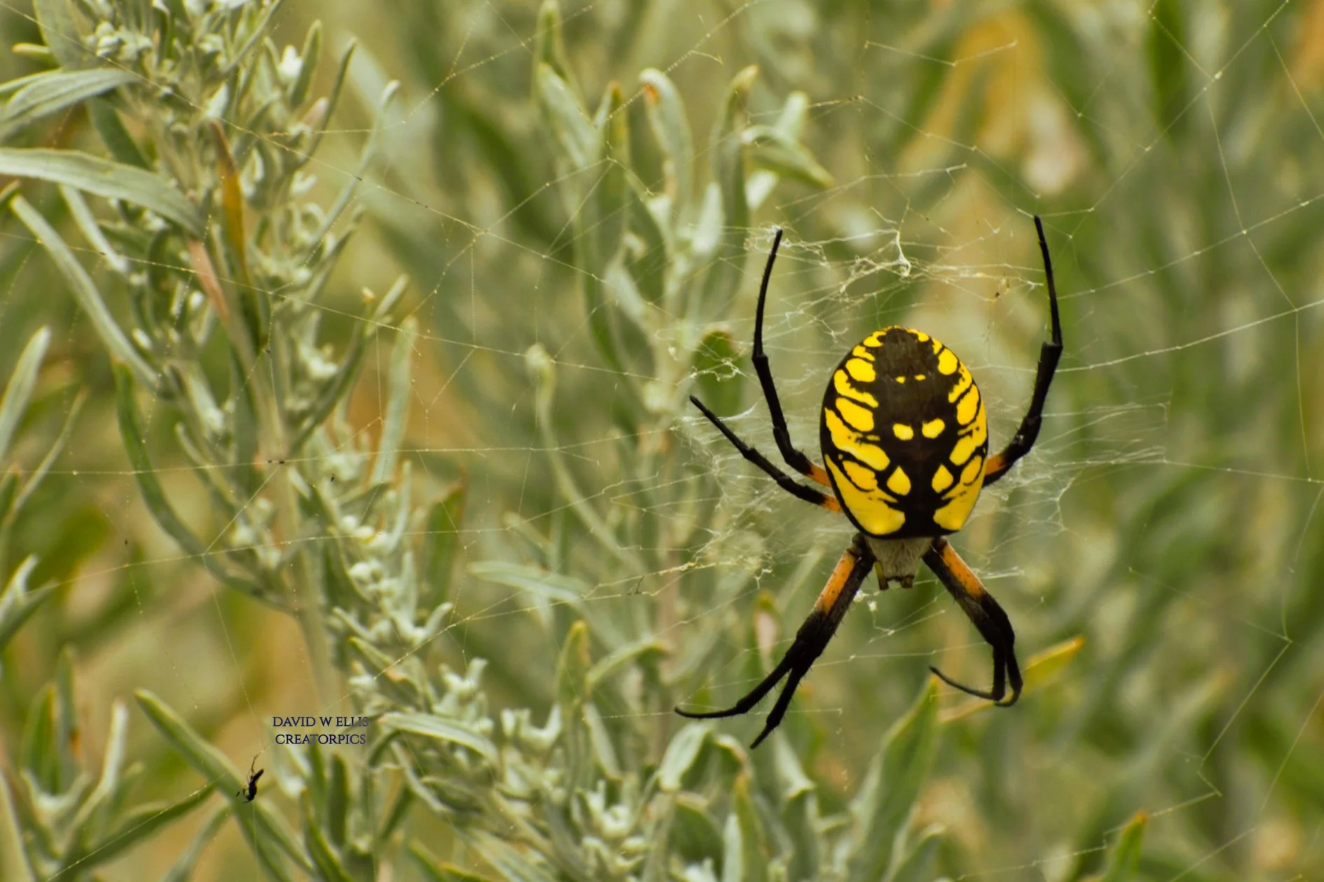 Sign Up Now! Spiders are Amazing Club!