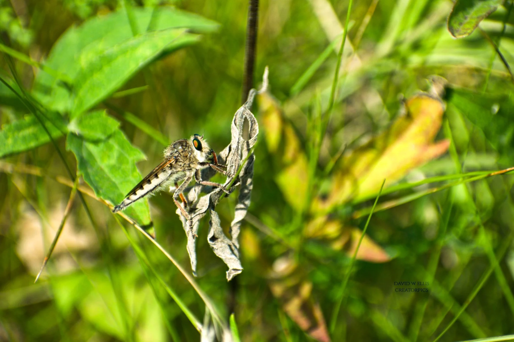 AugustRobberfly.jpg