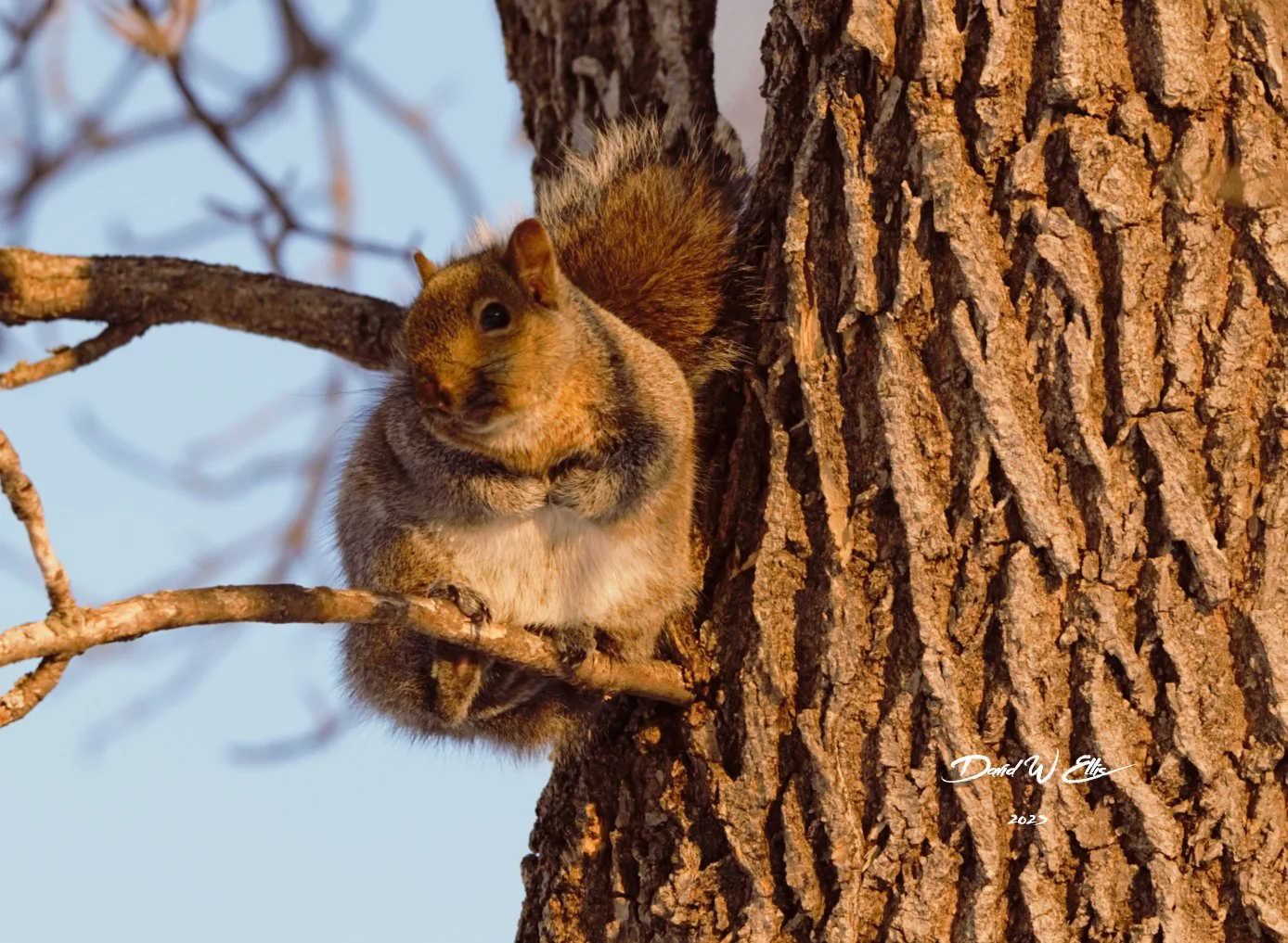 Gray Squirrel Edition-Earth's Crammed with Heaven