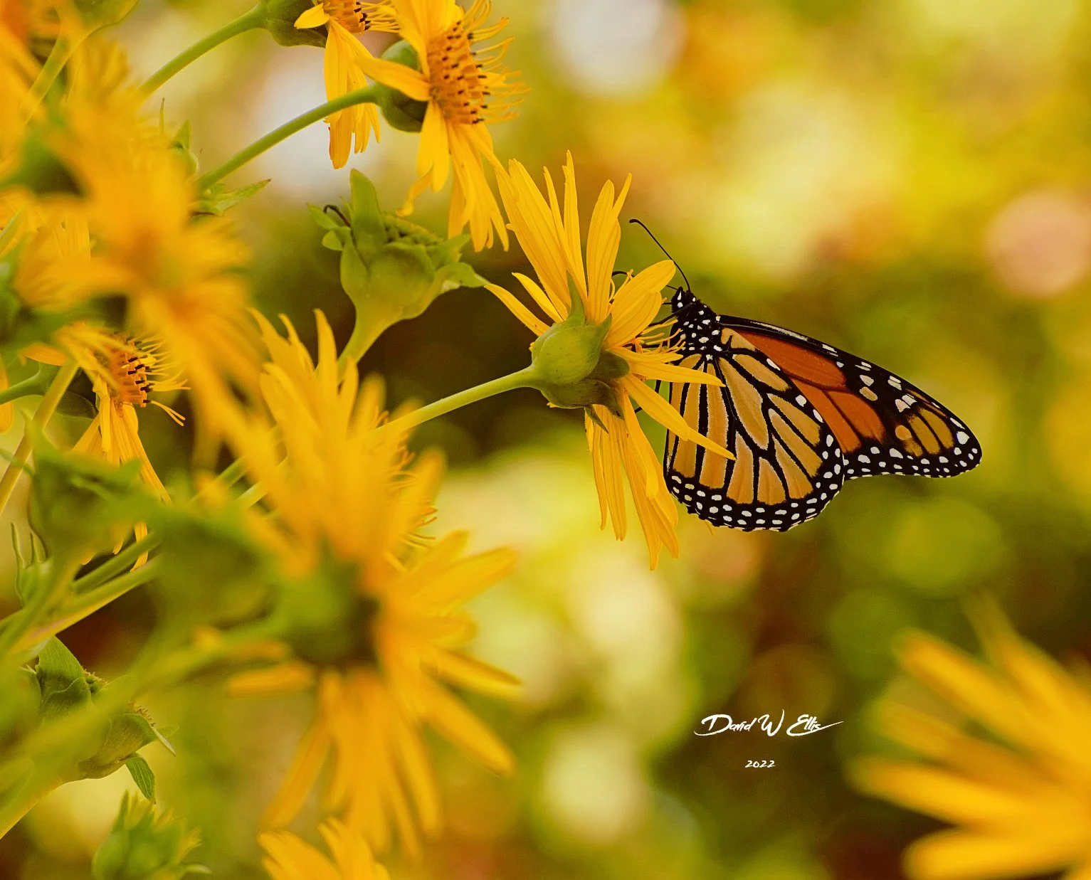 Ground Hogs Day-Examined