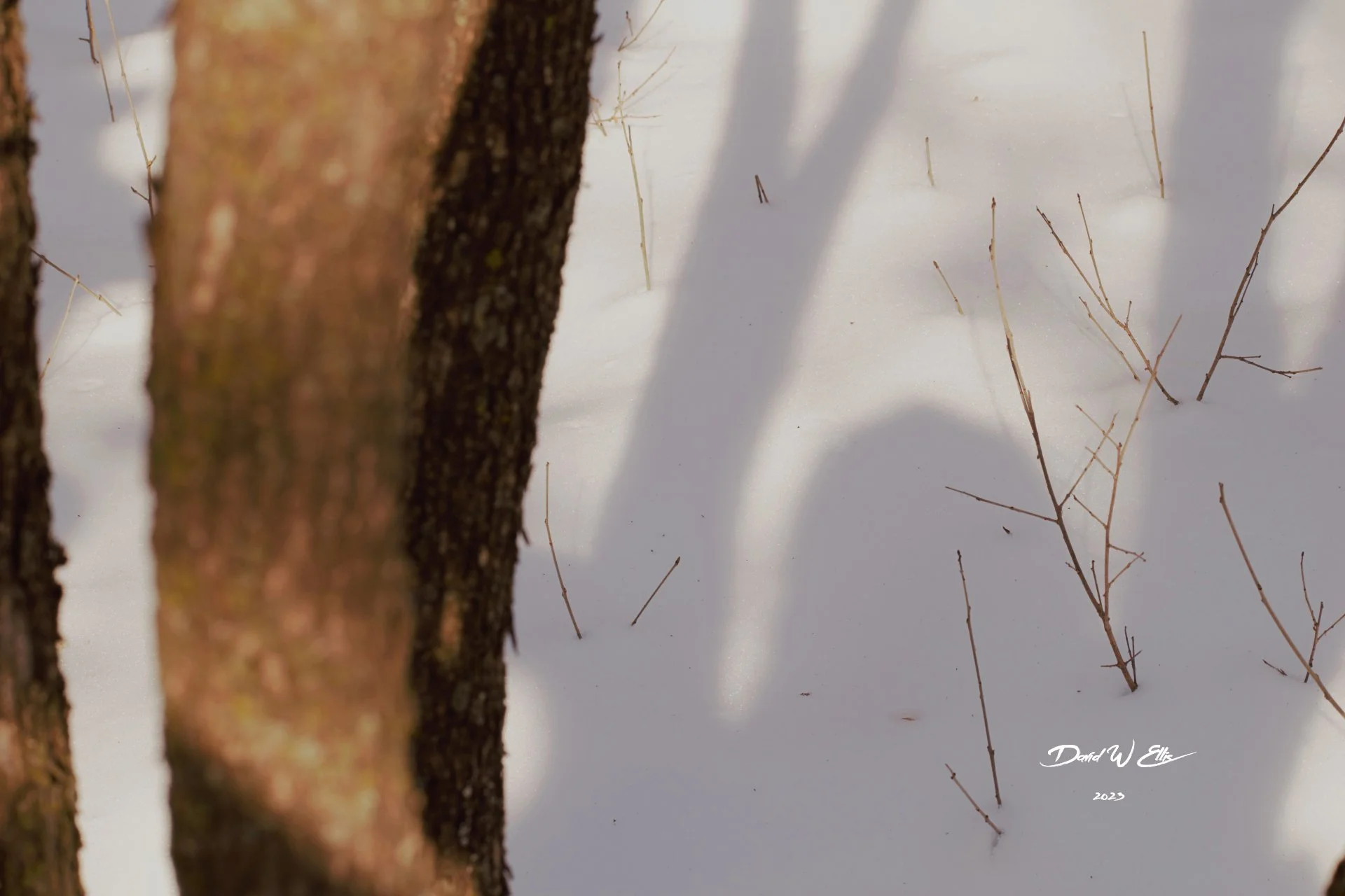 Life Lessons from a Shadow