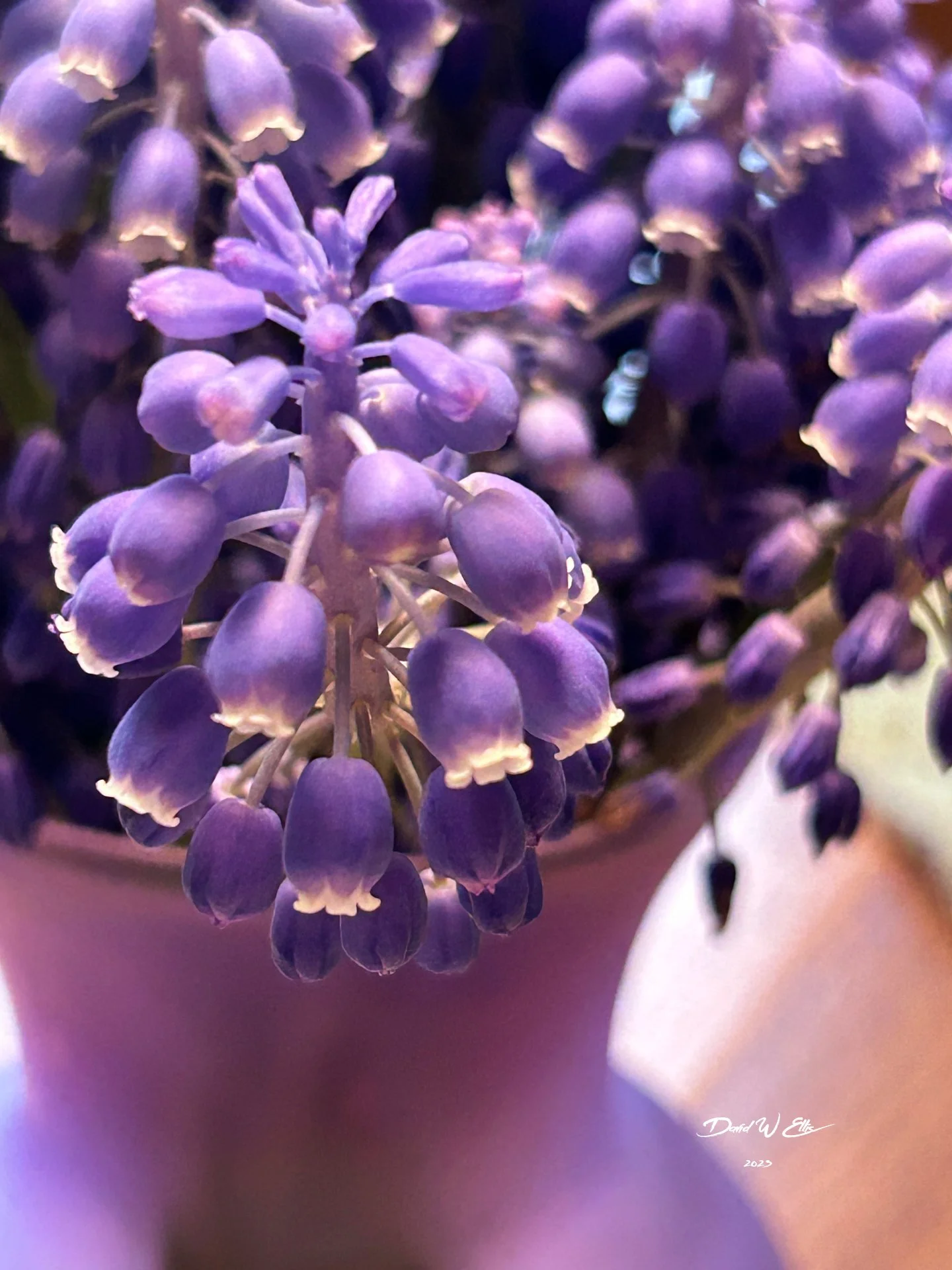 More Than Color...Uncommon Purple