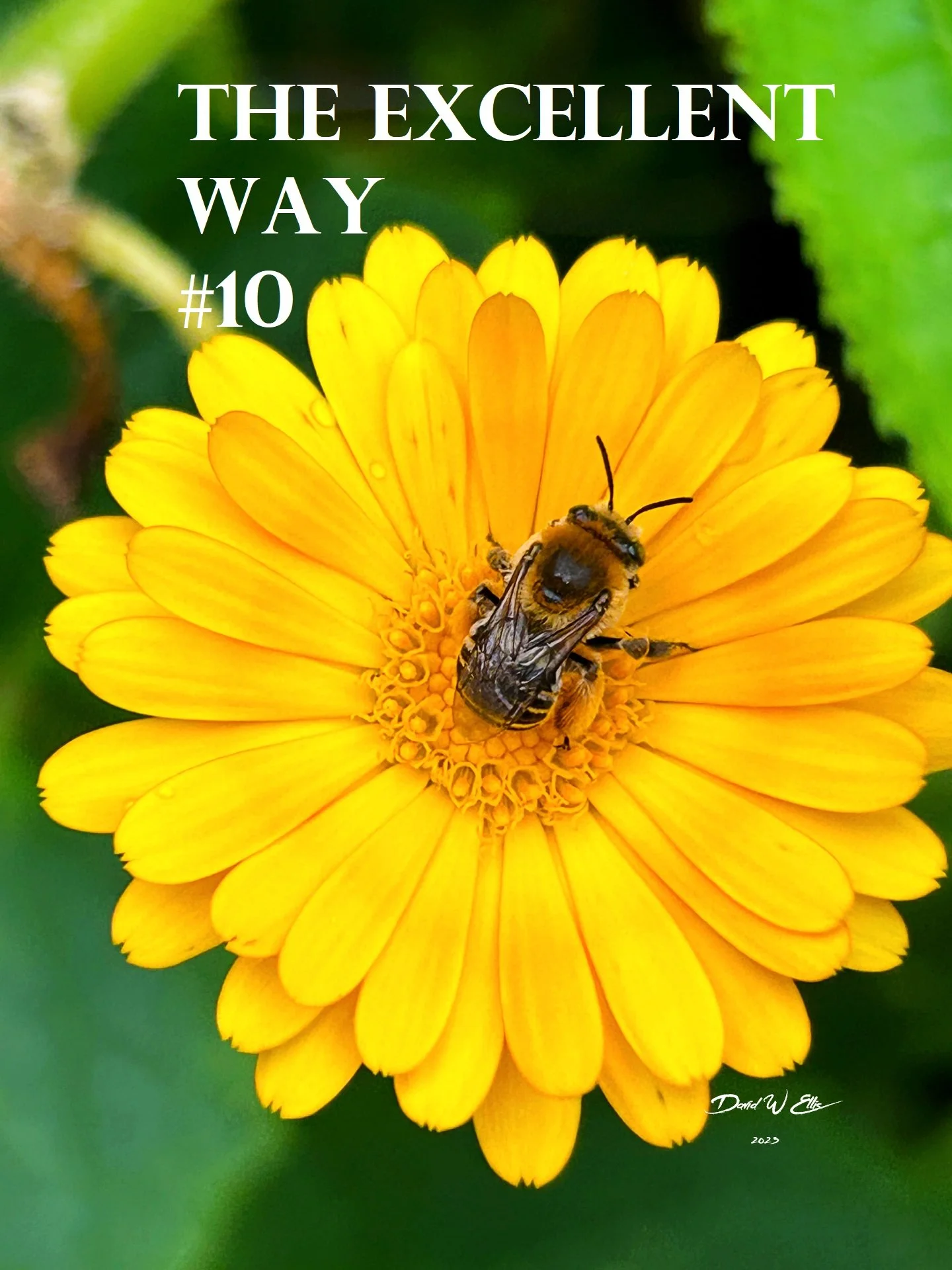 The Excellent Way #10