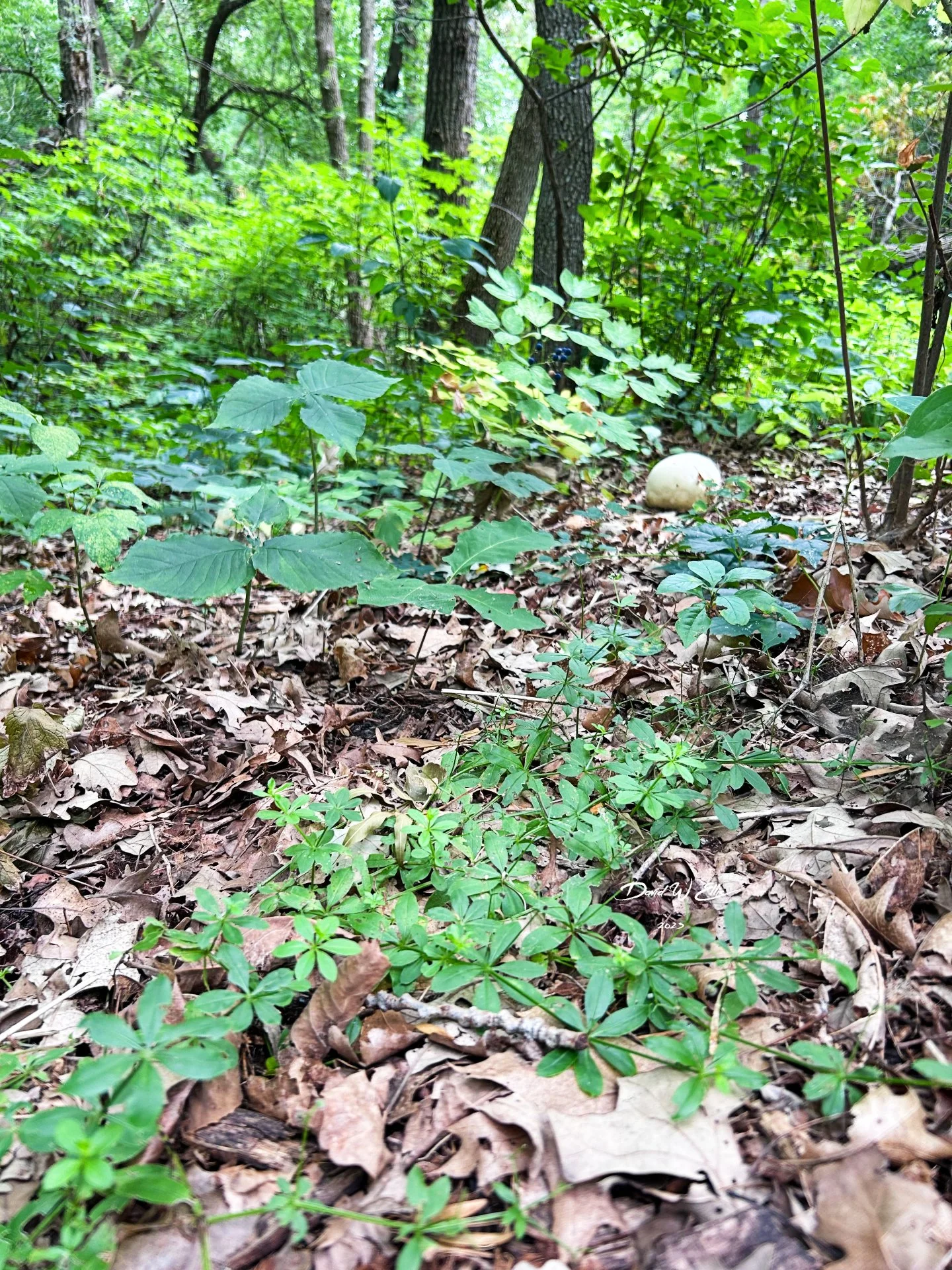 What? Aliens in the Woods?