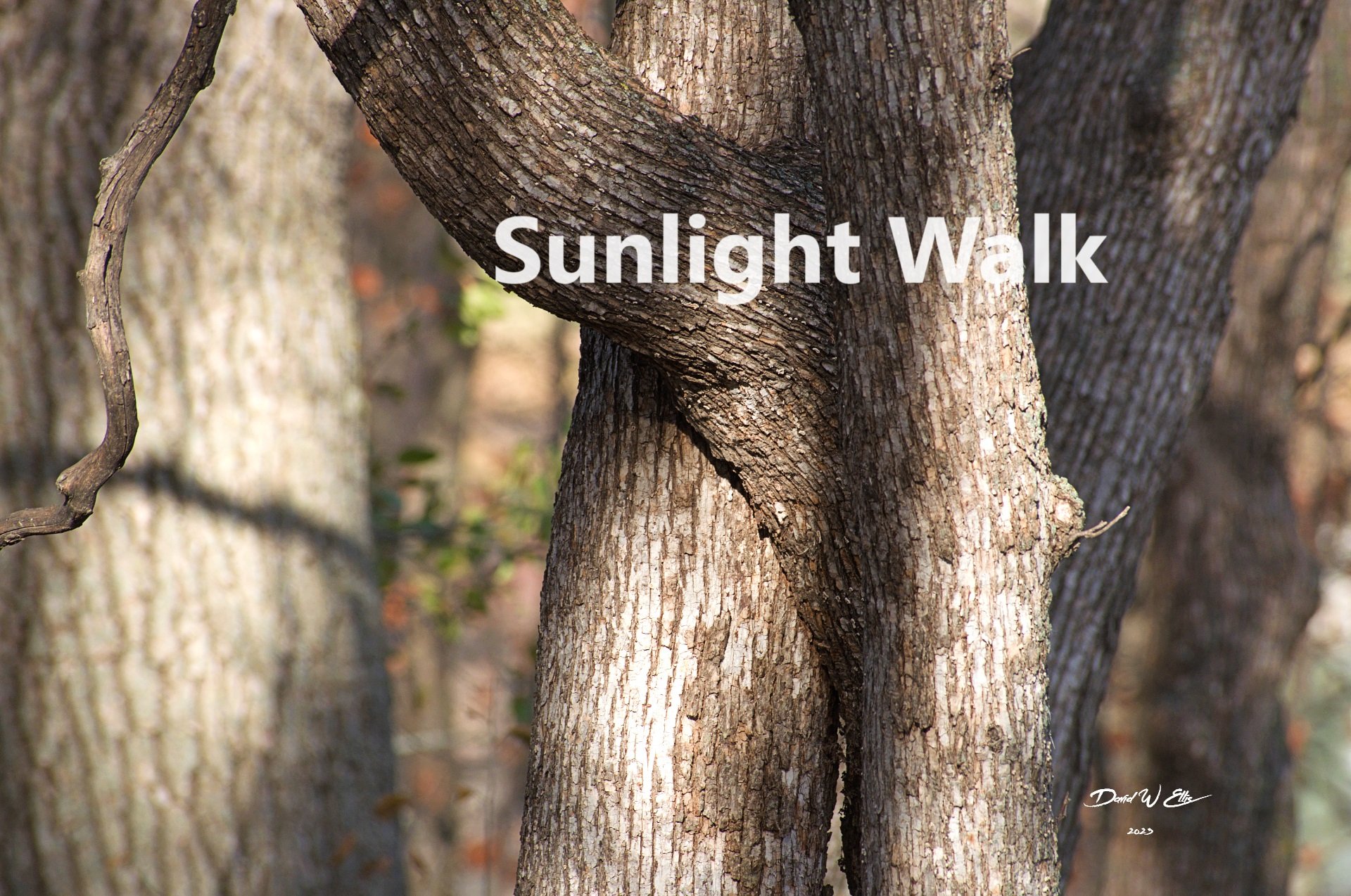 Sunlight Walk