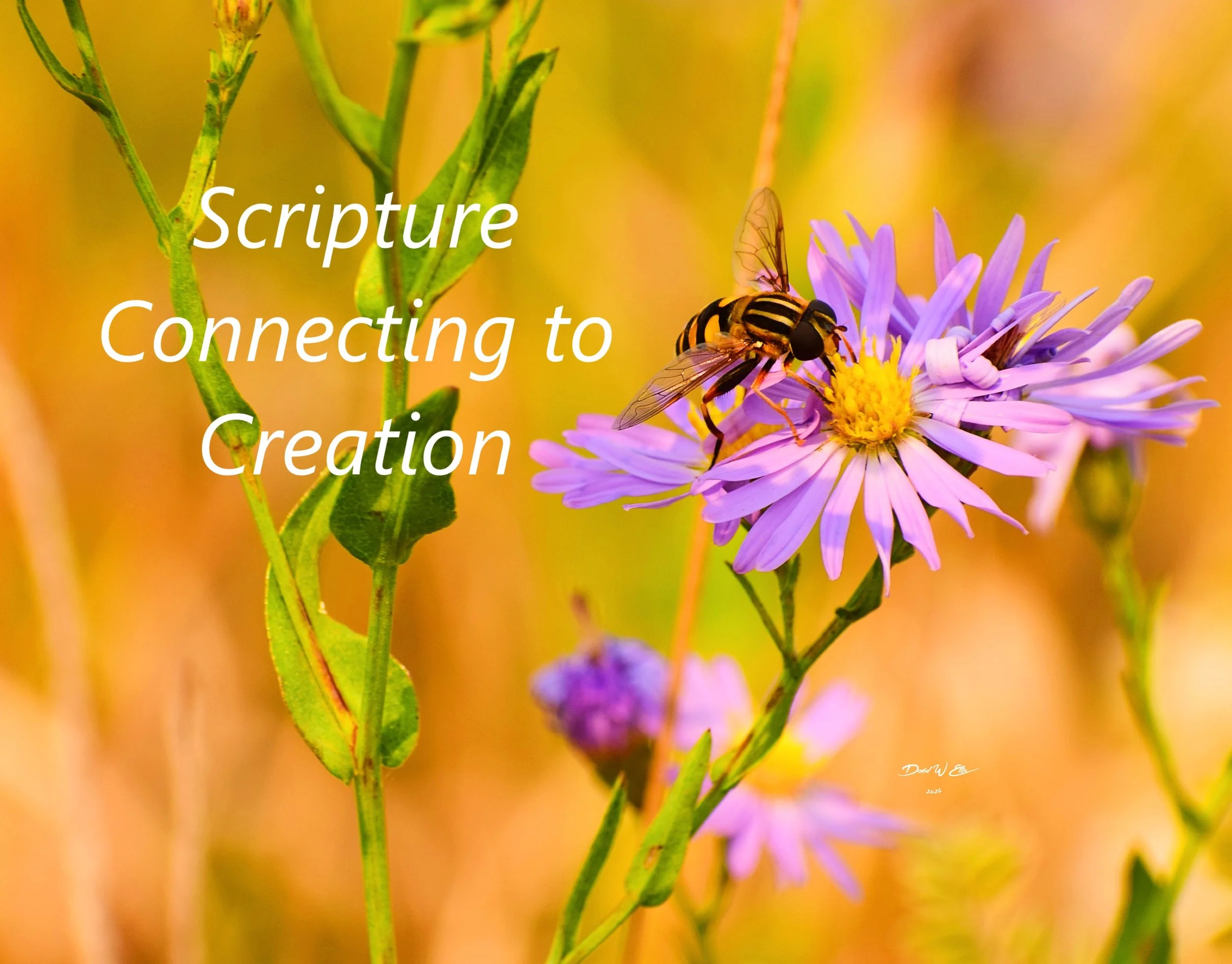 Scripture Which Connects Us With Creation
