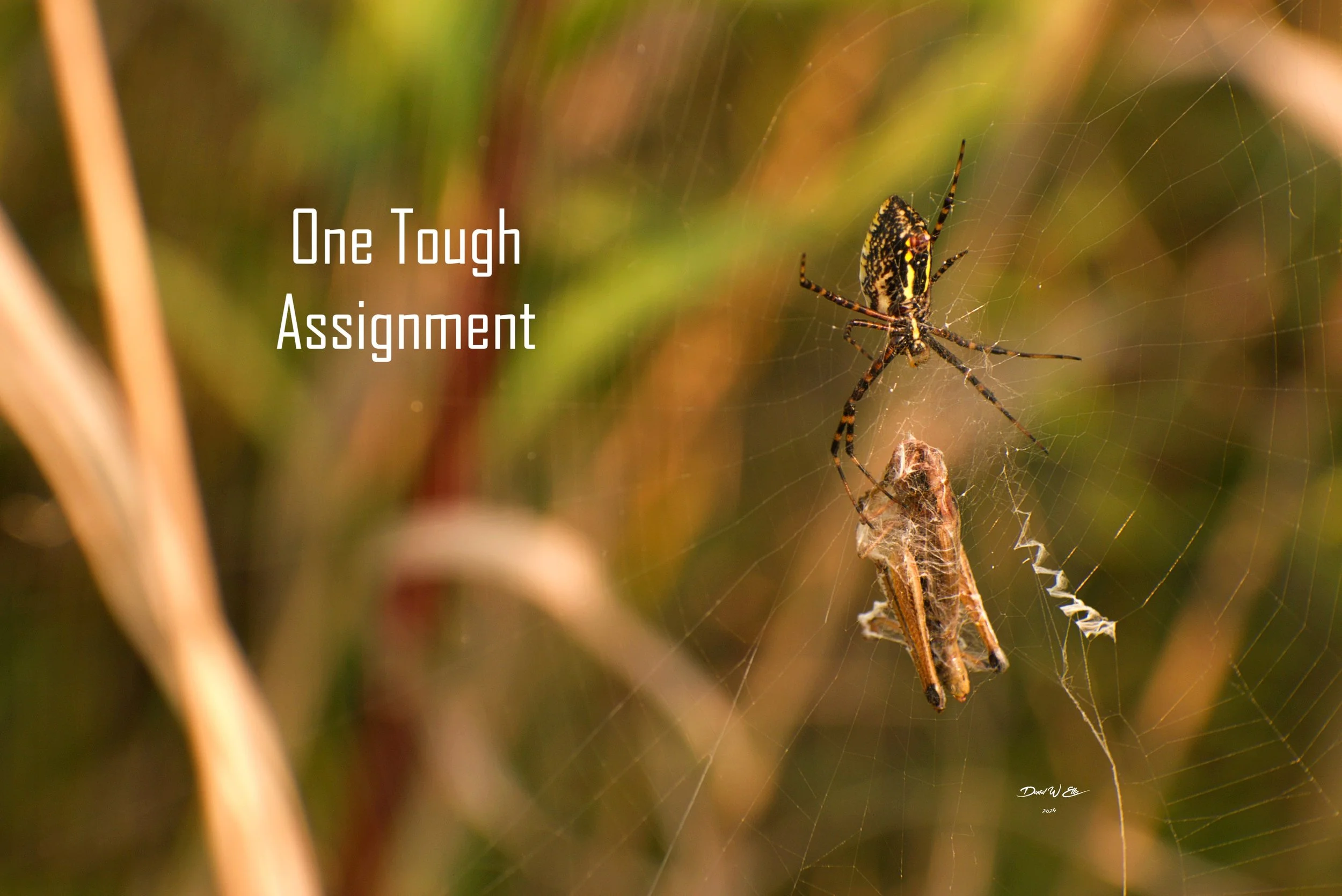 One Tough Assignment