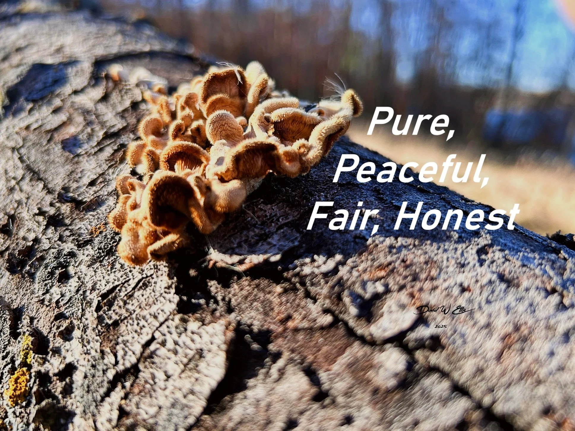 Pure, Peaceful, Fair, Honest