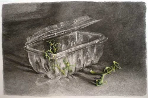 Tomato Stalks and a Plastic Box - charcoal and pastel drawing